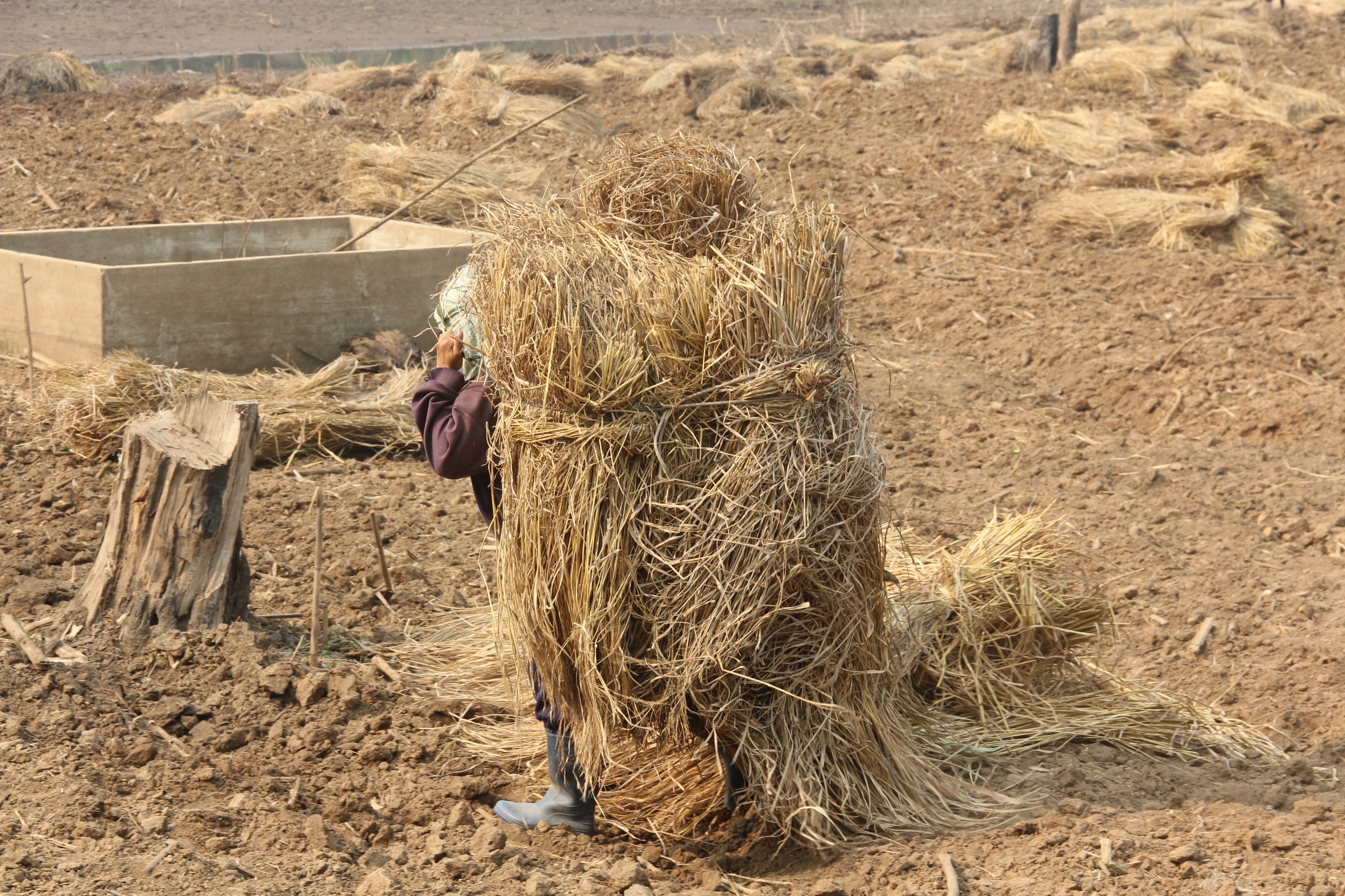 OnionFarmersChiangRai