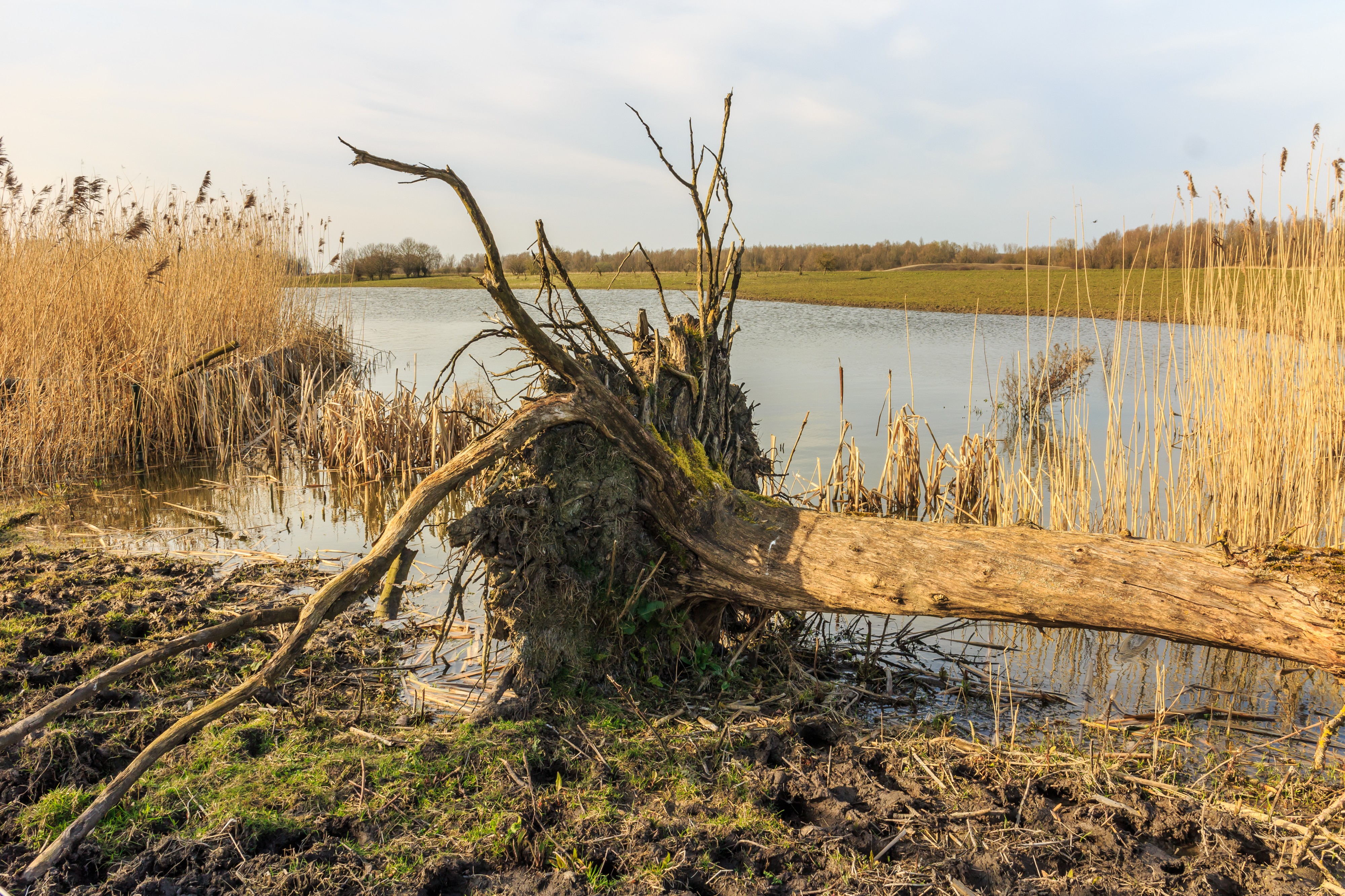 Ontwortelde boom bij vogelkijkhut De Krakeend. Locatie, Oostvaardersplassen 01