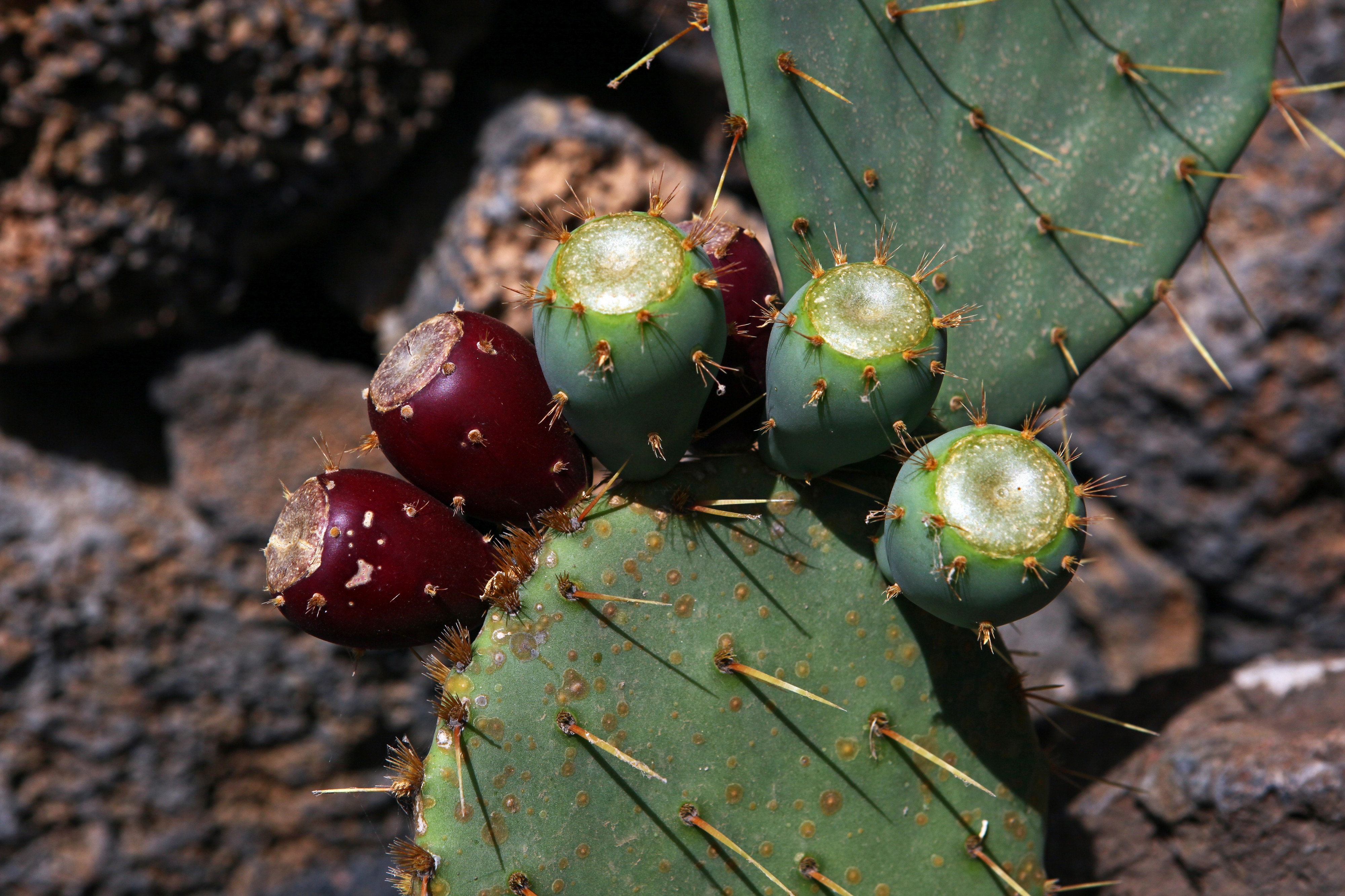 Opuntia Engelmannii 7027