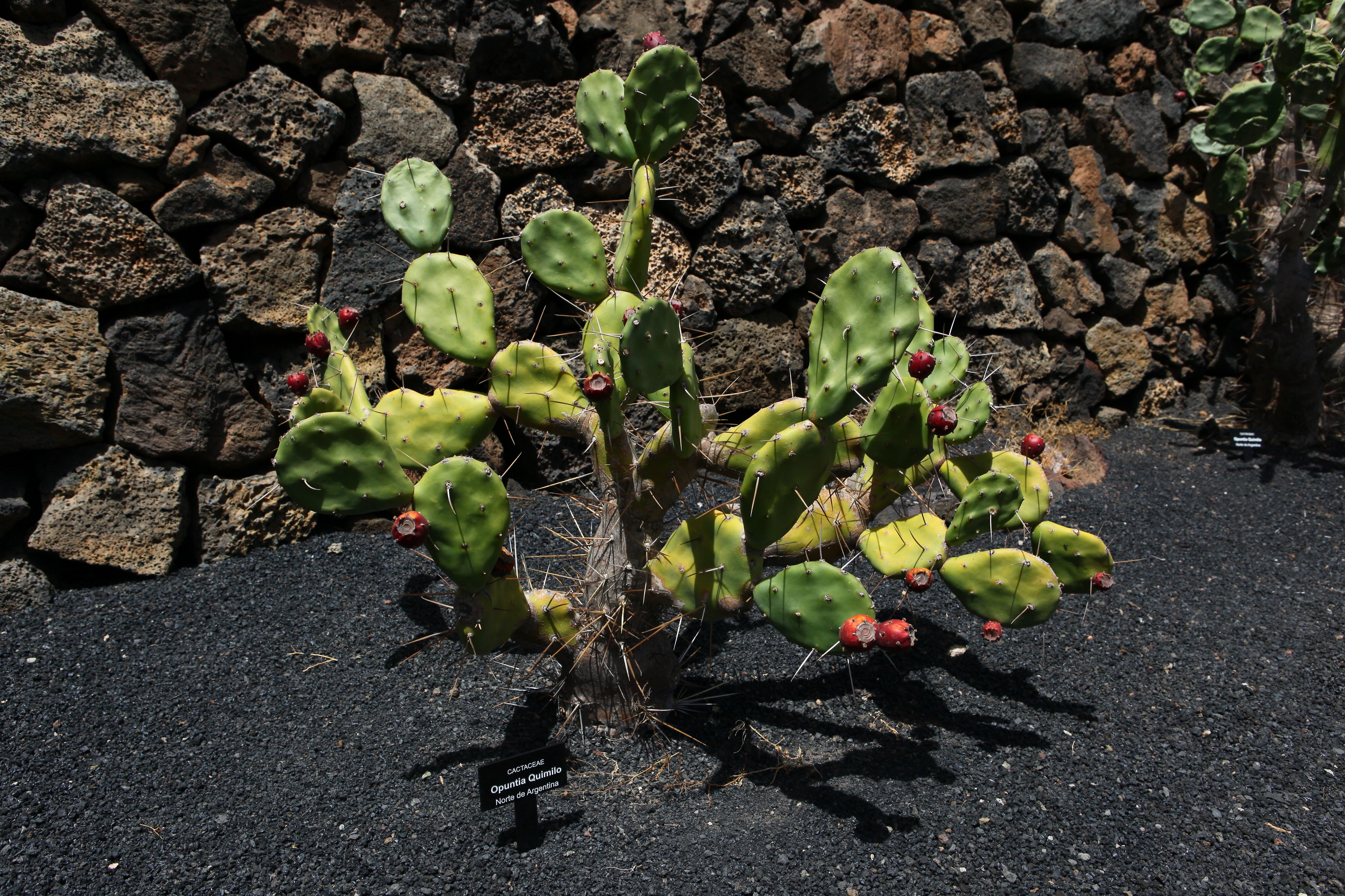 Opuntia quimilo 7045
