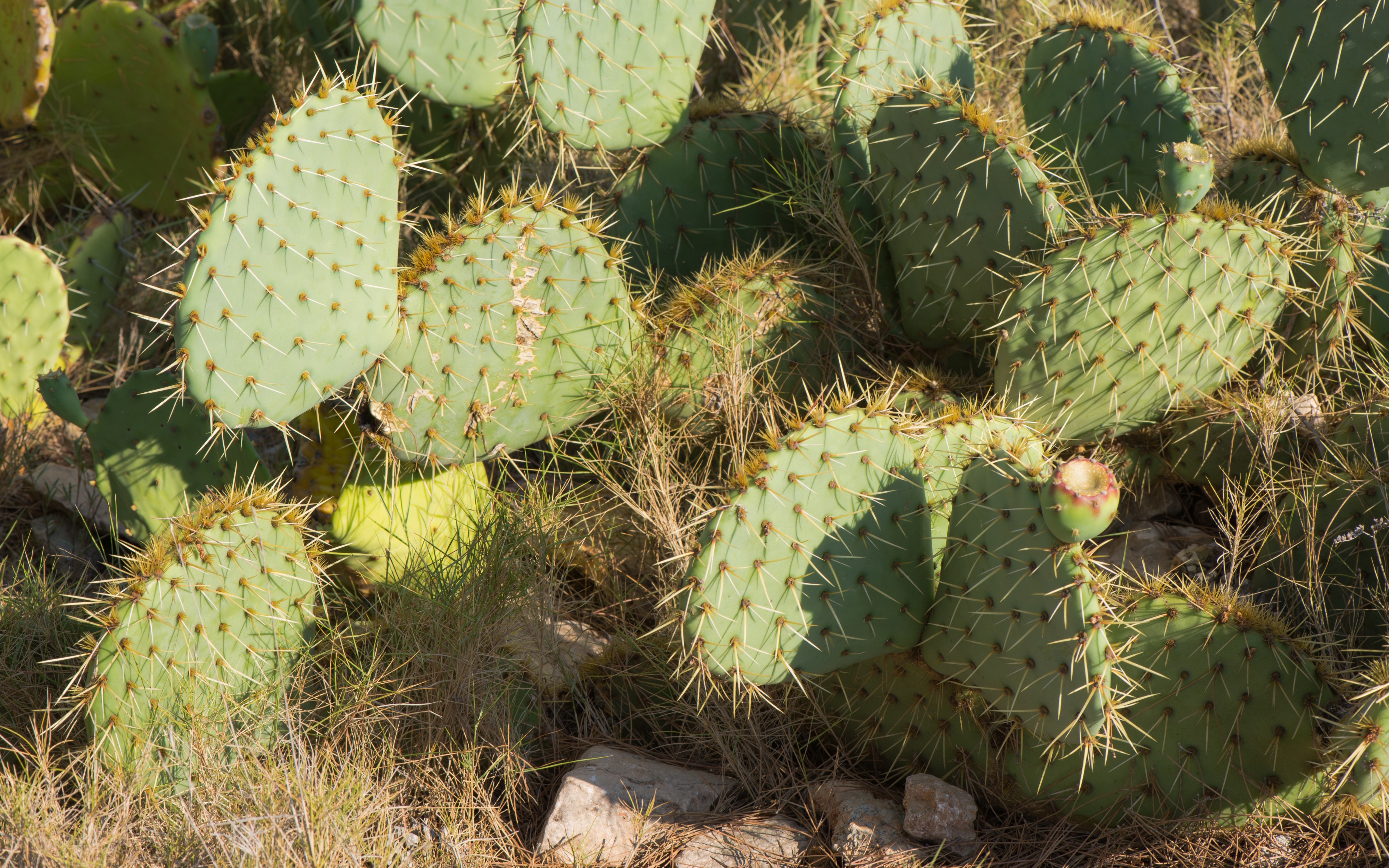 Opuntia stricta, Forêt domaniale de Sète 02