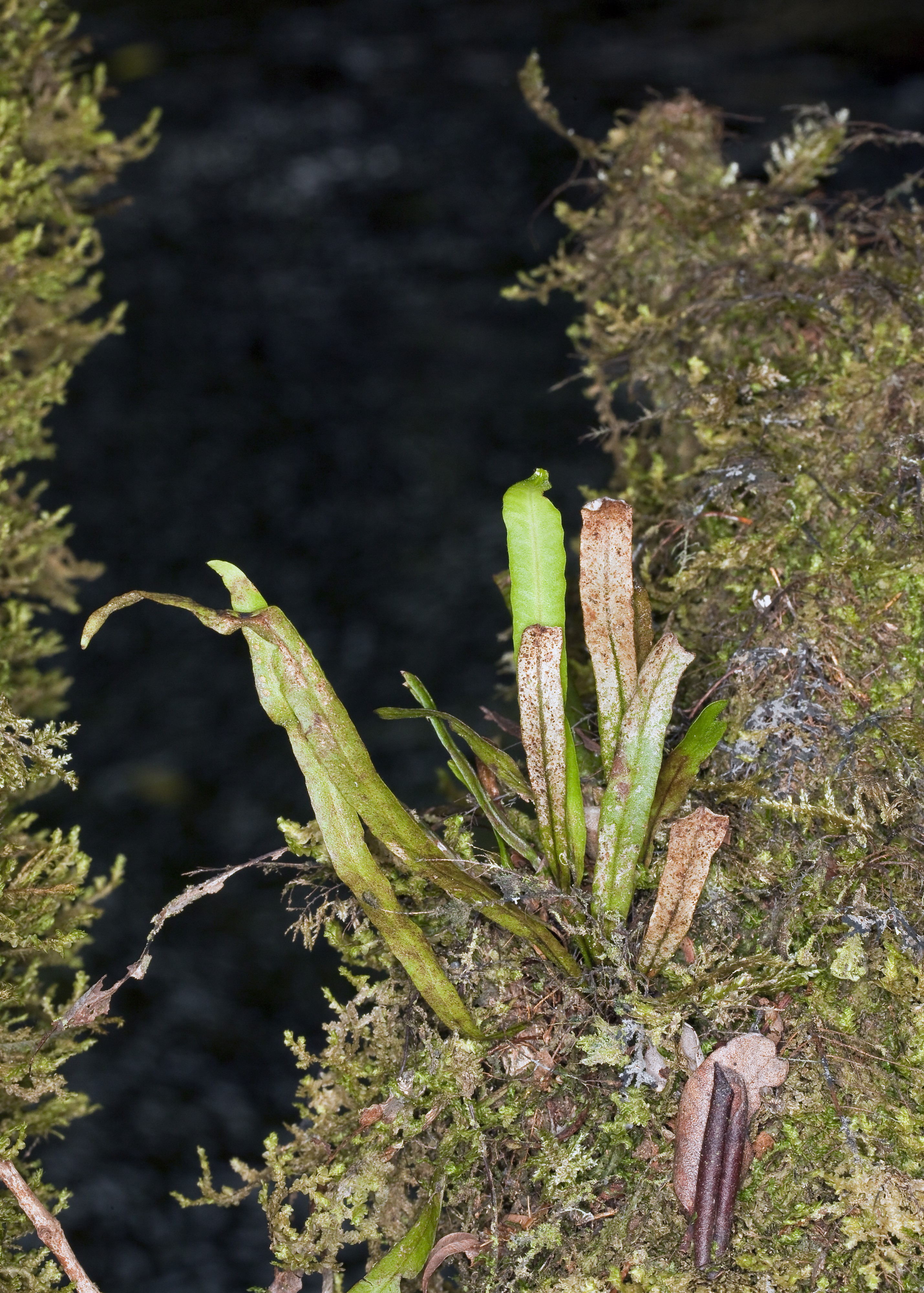 Oreogrammitis baldwinii (Baldwin's dwarf polypody) (7896049372)