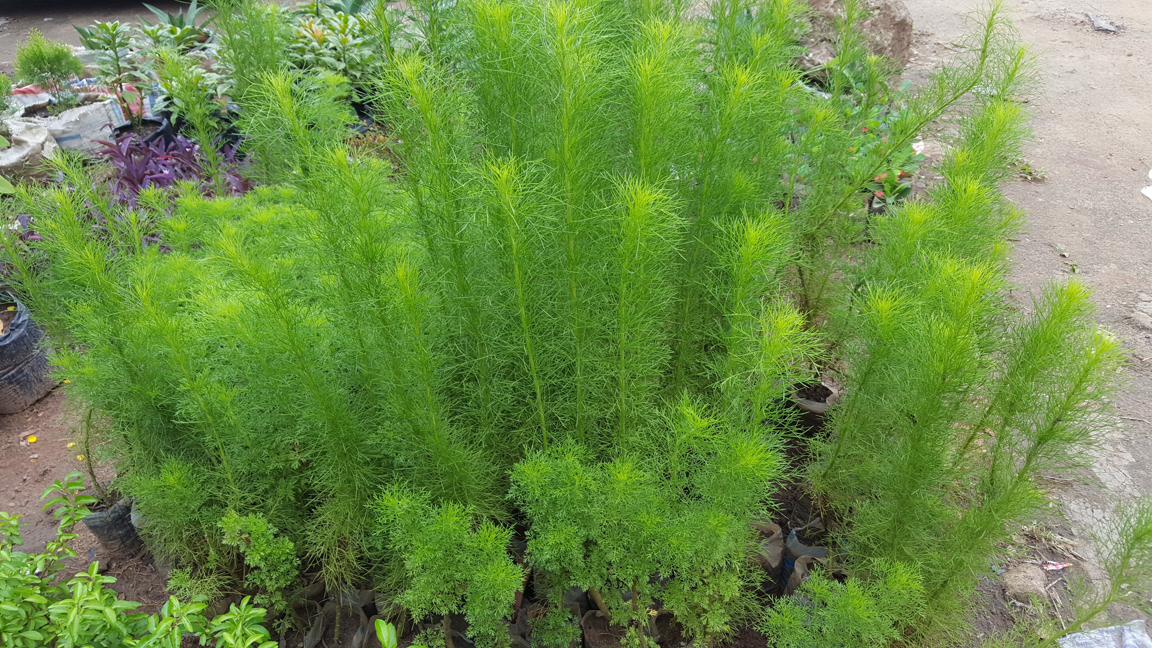 Over green plant 02