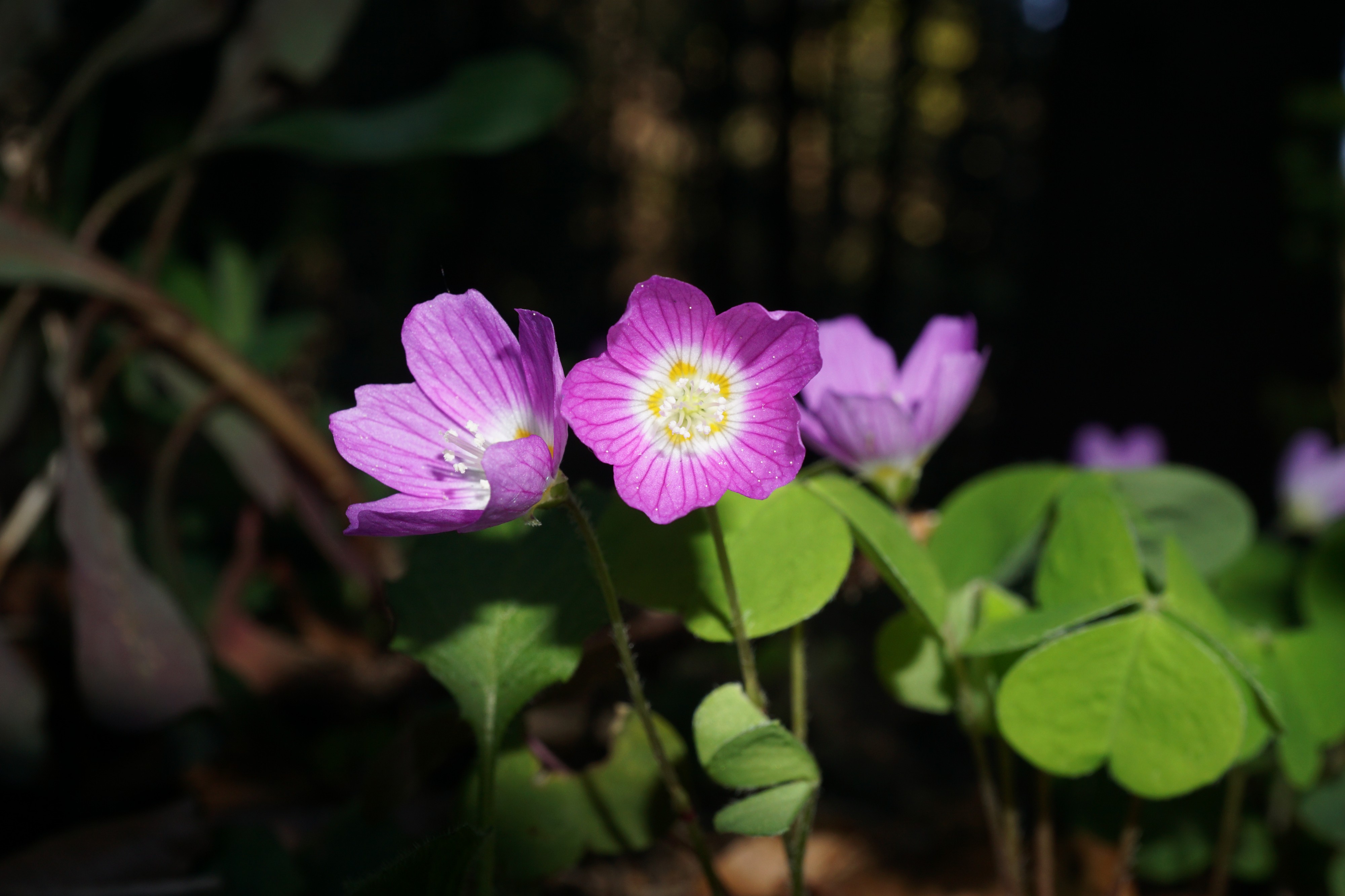 Oxalis acetosella pink1