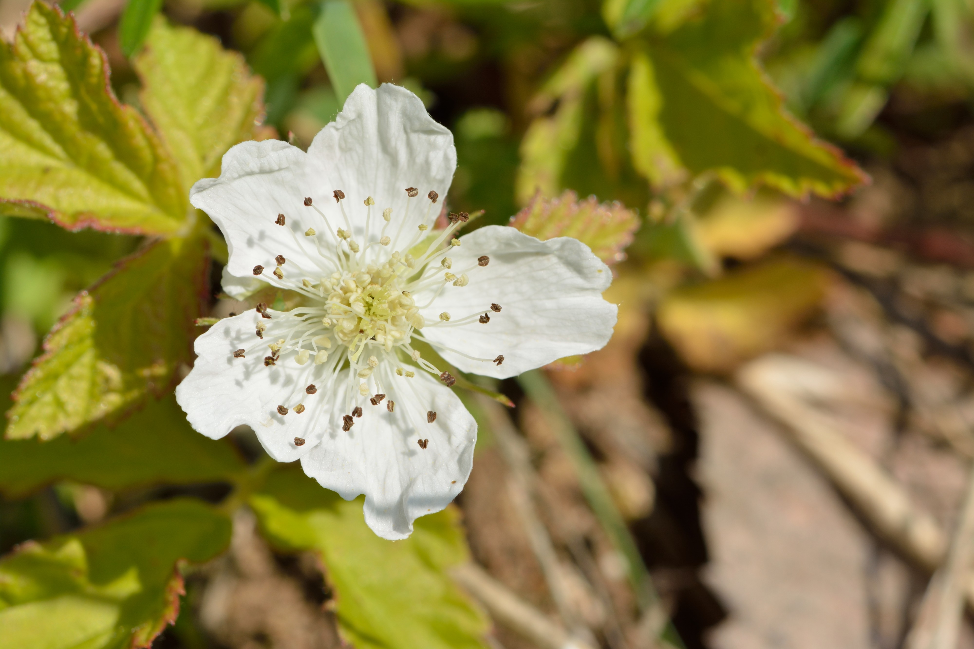 Põldmuraka õis Rubus caesius
