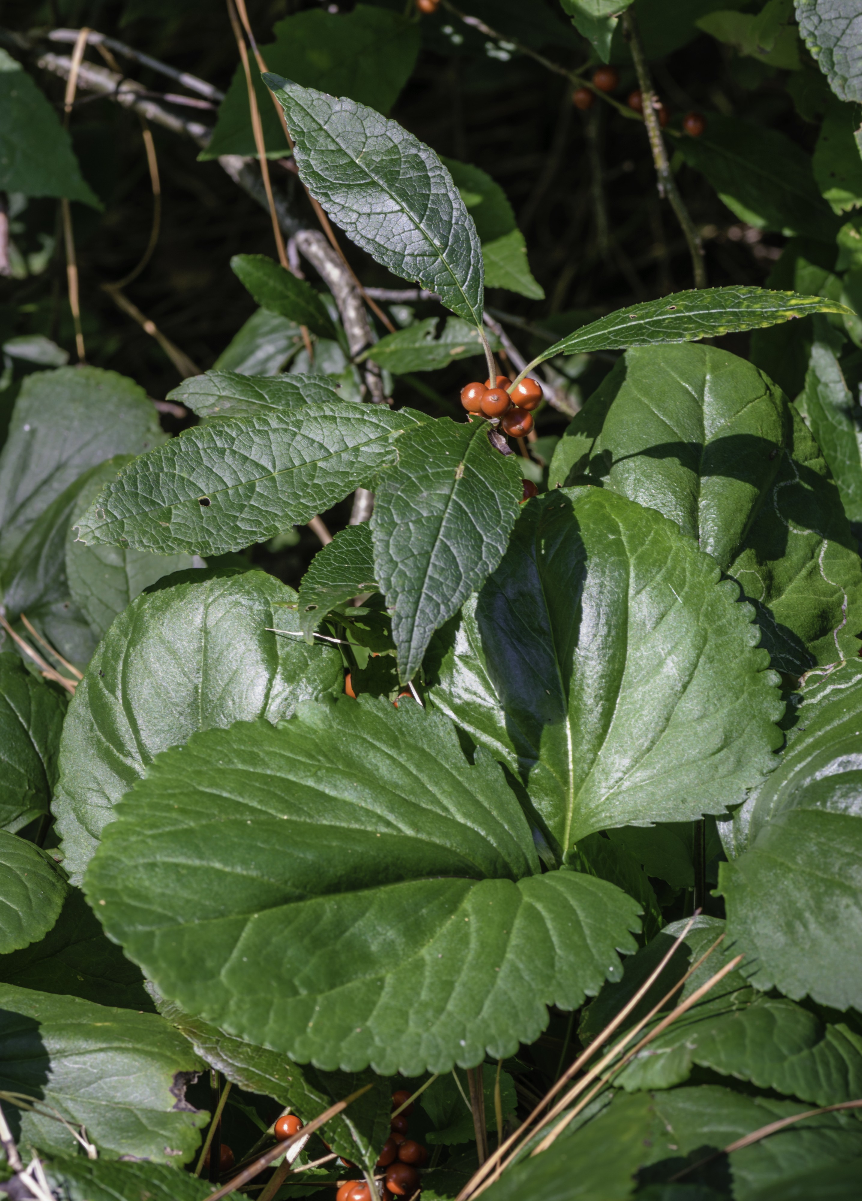 Packera aurea and Ilex verticillata NBG LR