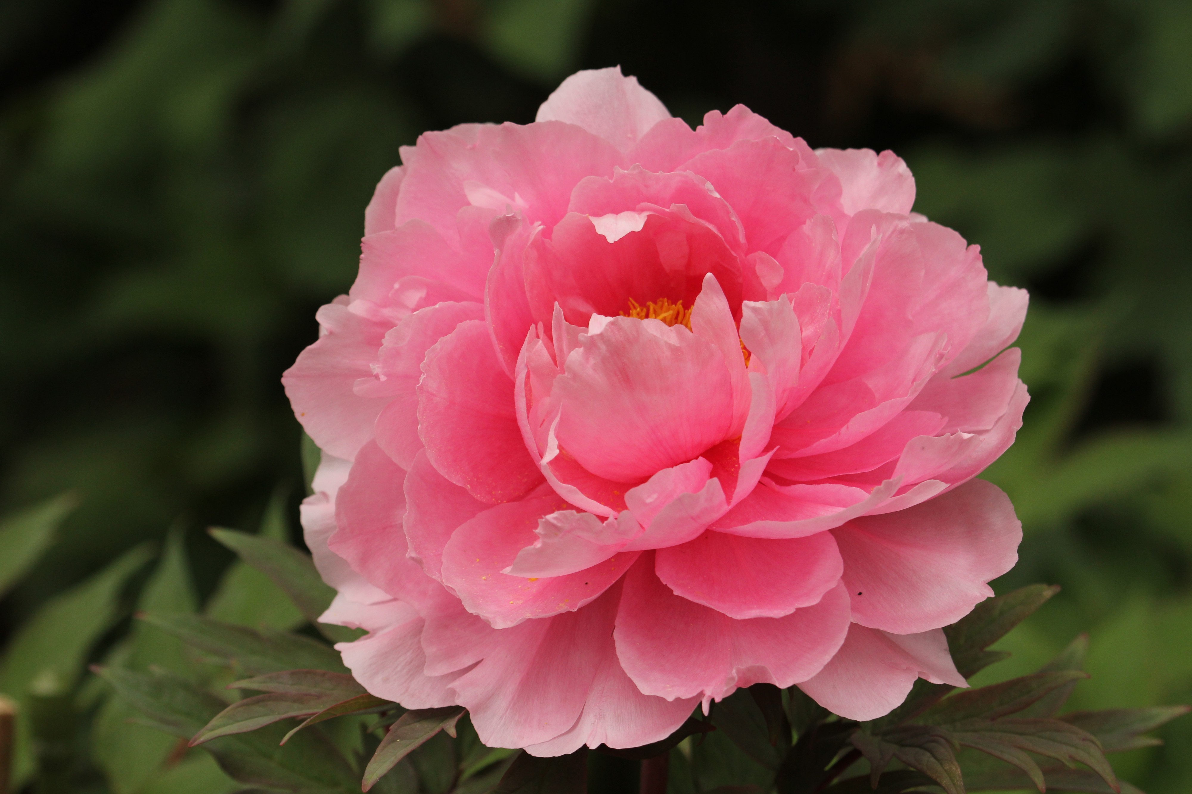 Paeonia (1)