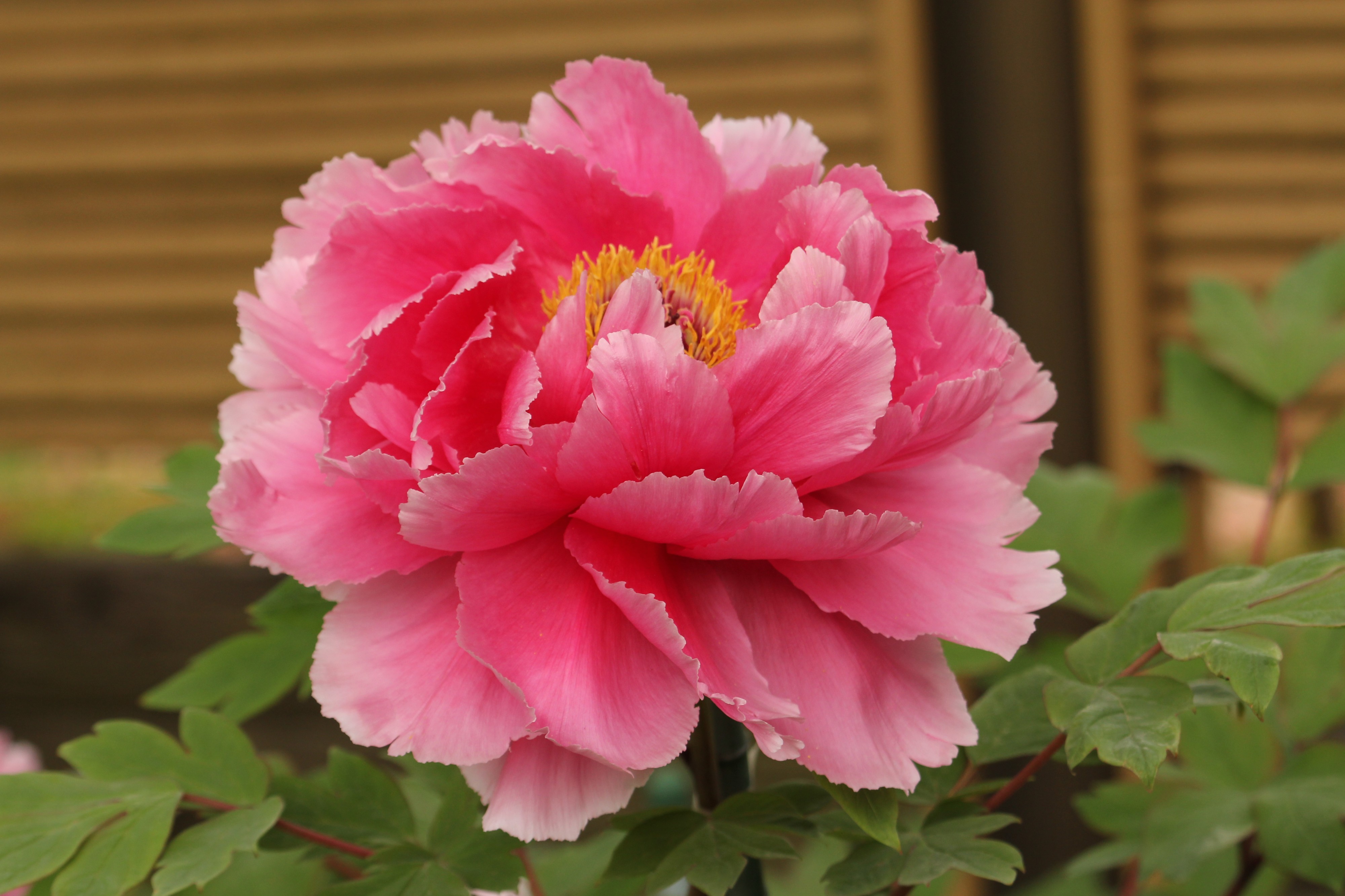 Paeonia (2)