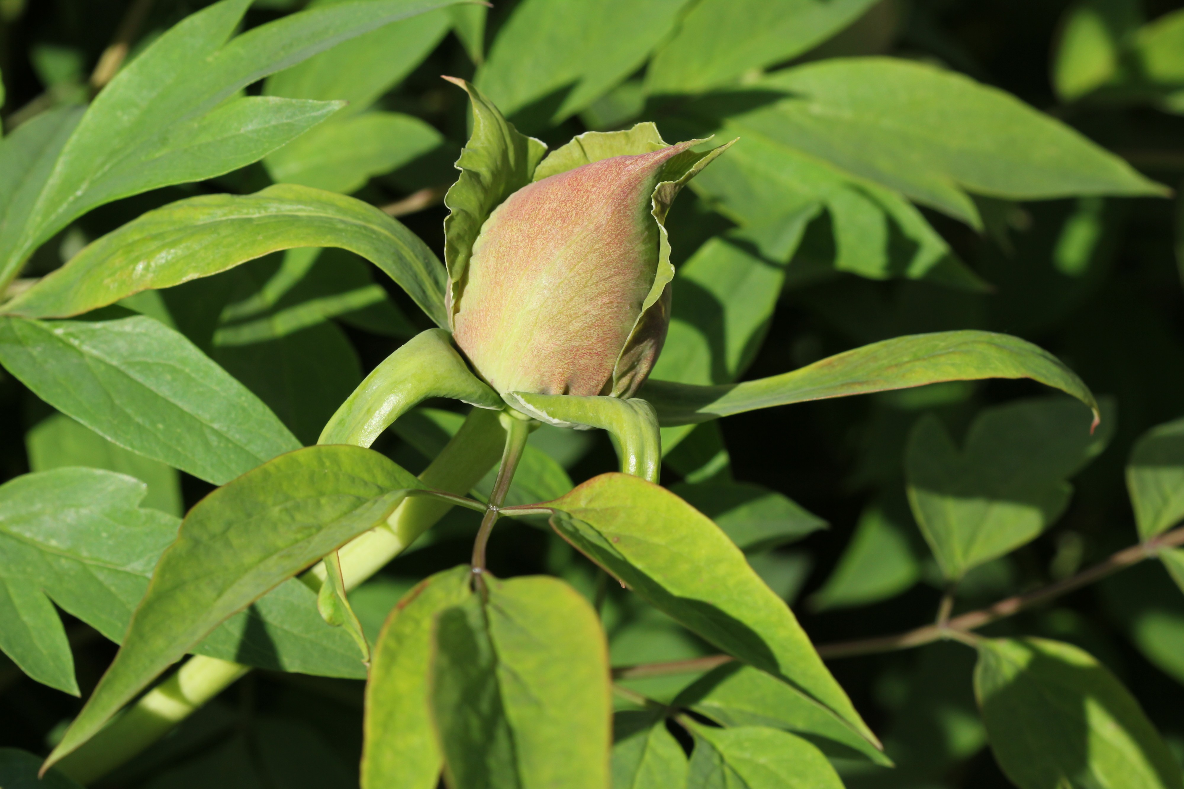 Paeonia rockii bud 2015 G1