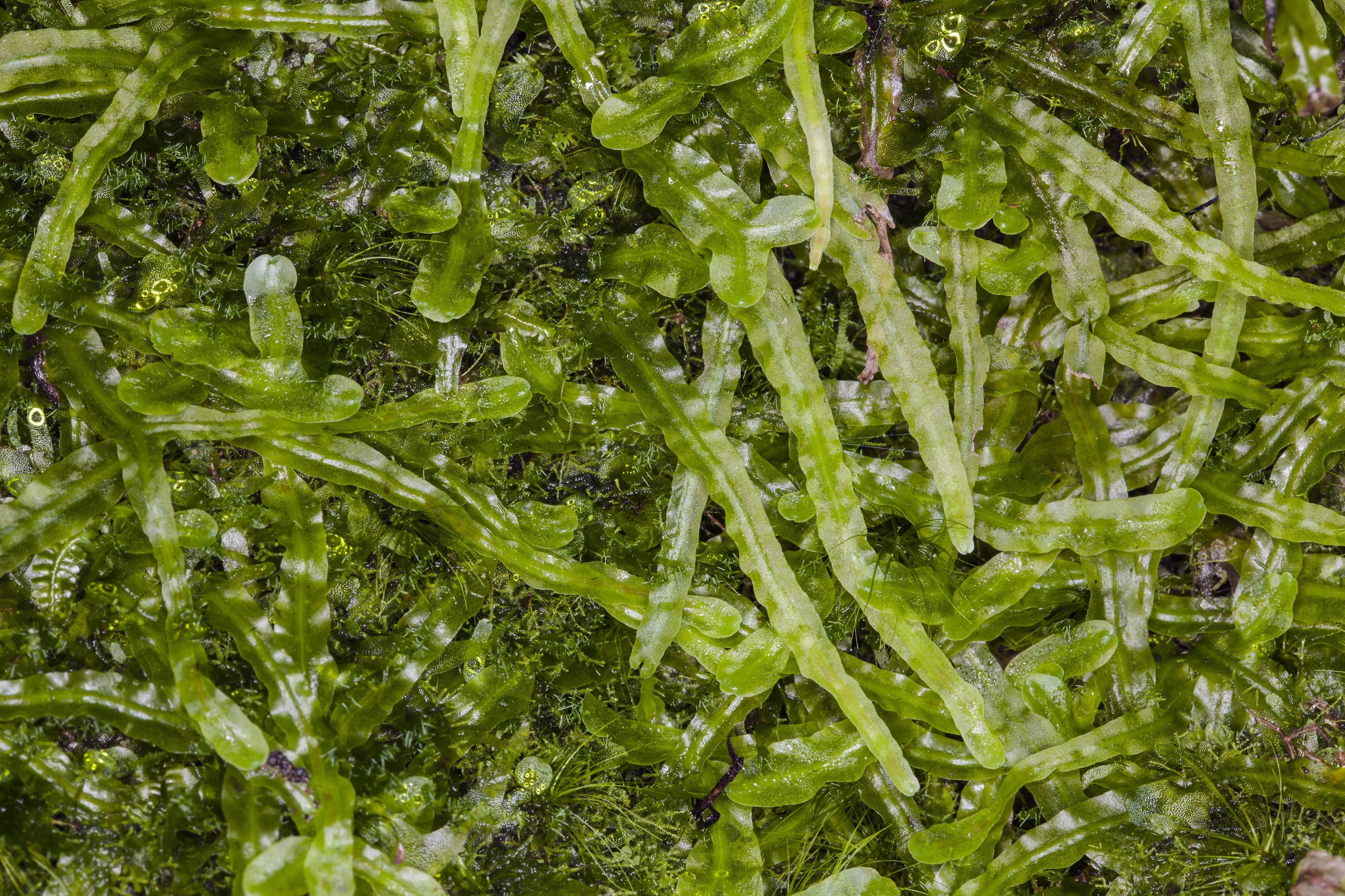 Pallavicinia lyellii (veilwort) (20047195578)