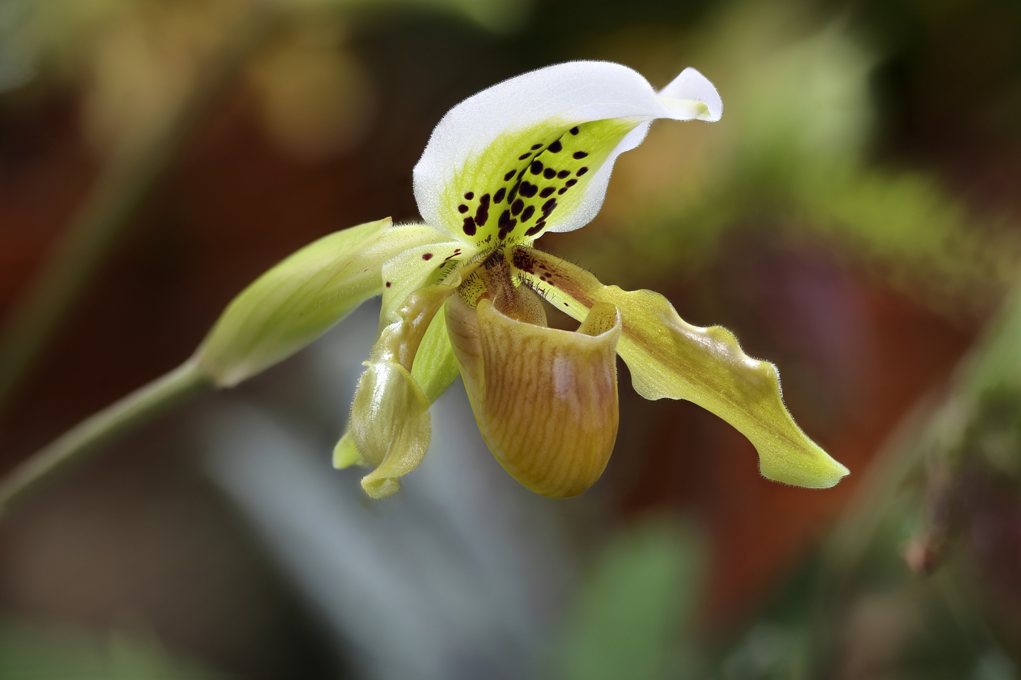 Paphiopedilum exul GotBot 2015 001