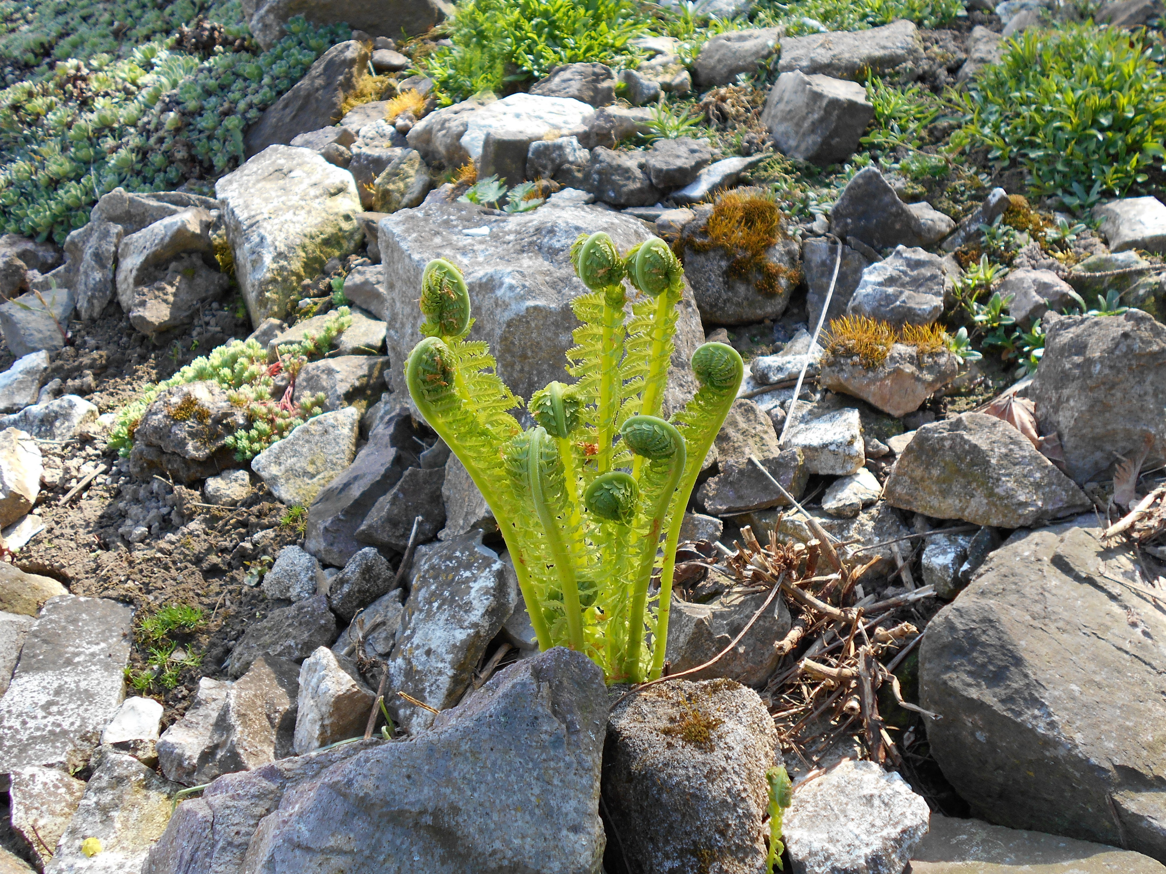 Paproc 2015-04-16 478