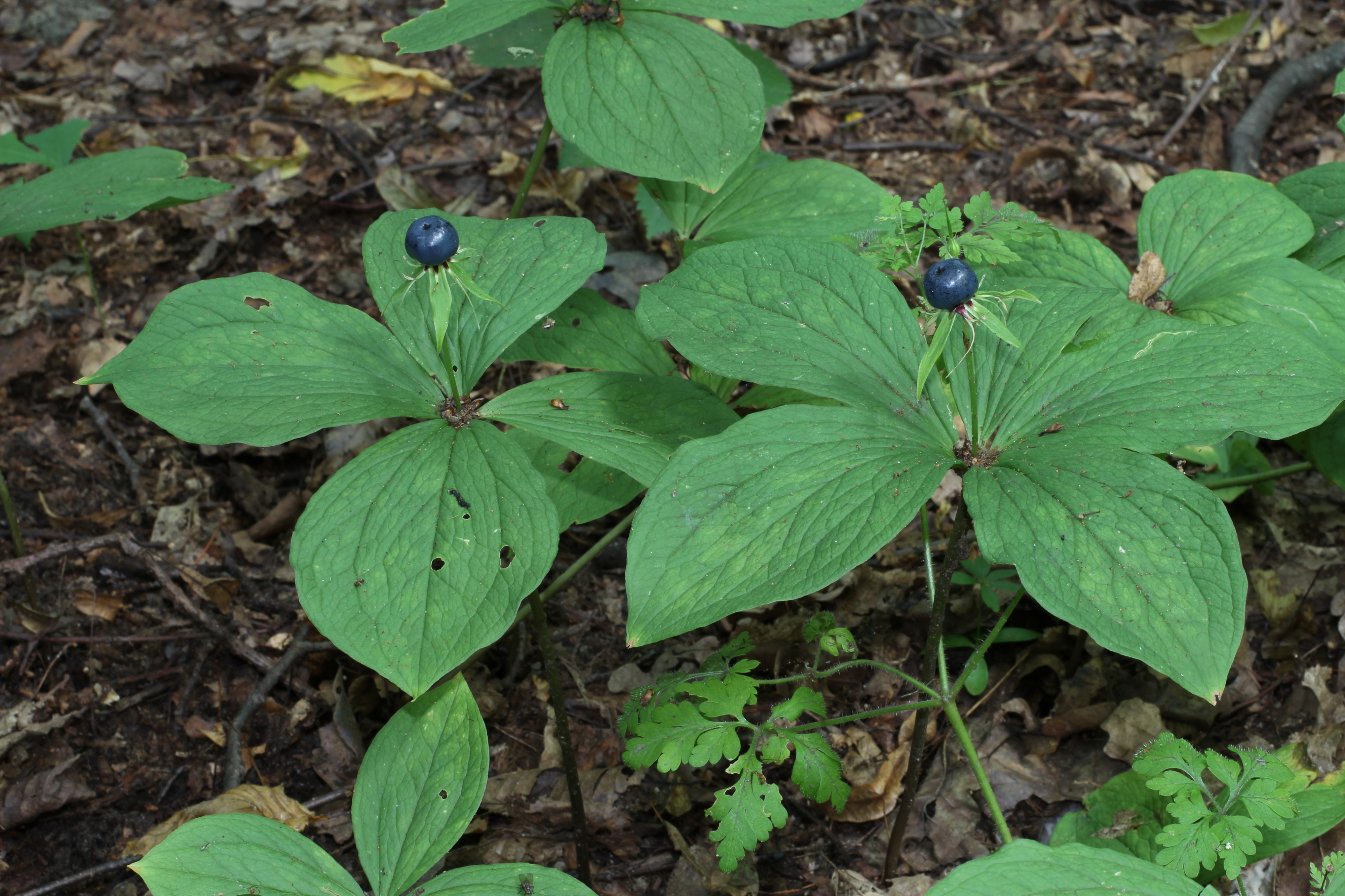 Paris quadrifolia 2011 G4