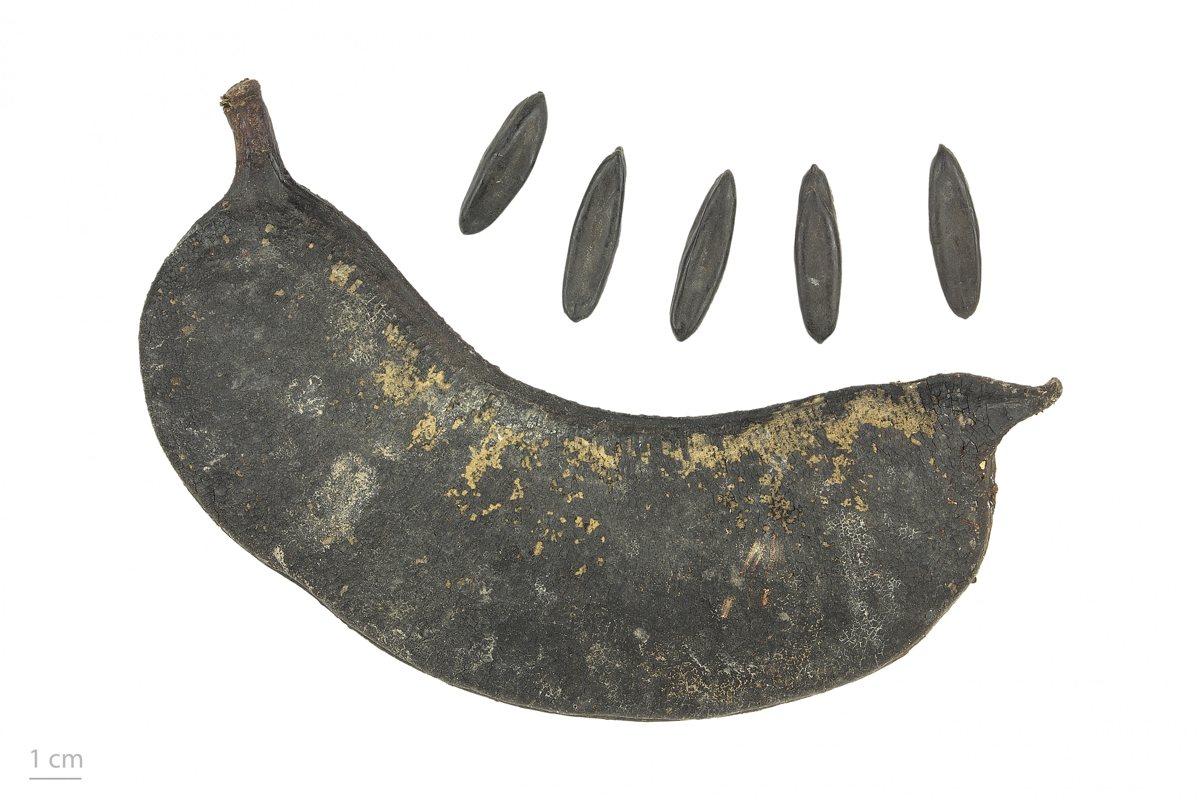 Parkia multijuga MHNT.BOT.2017.10.24
