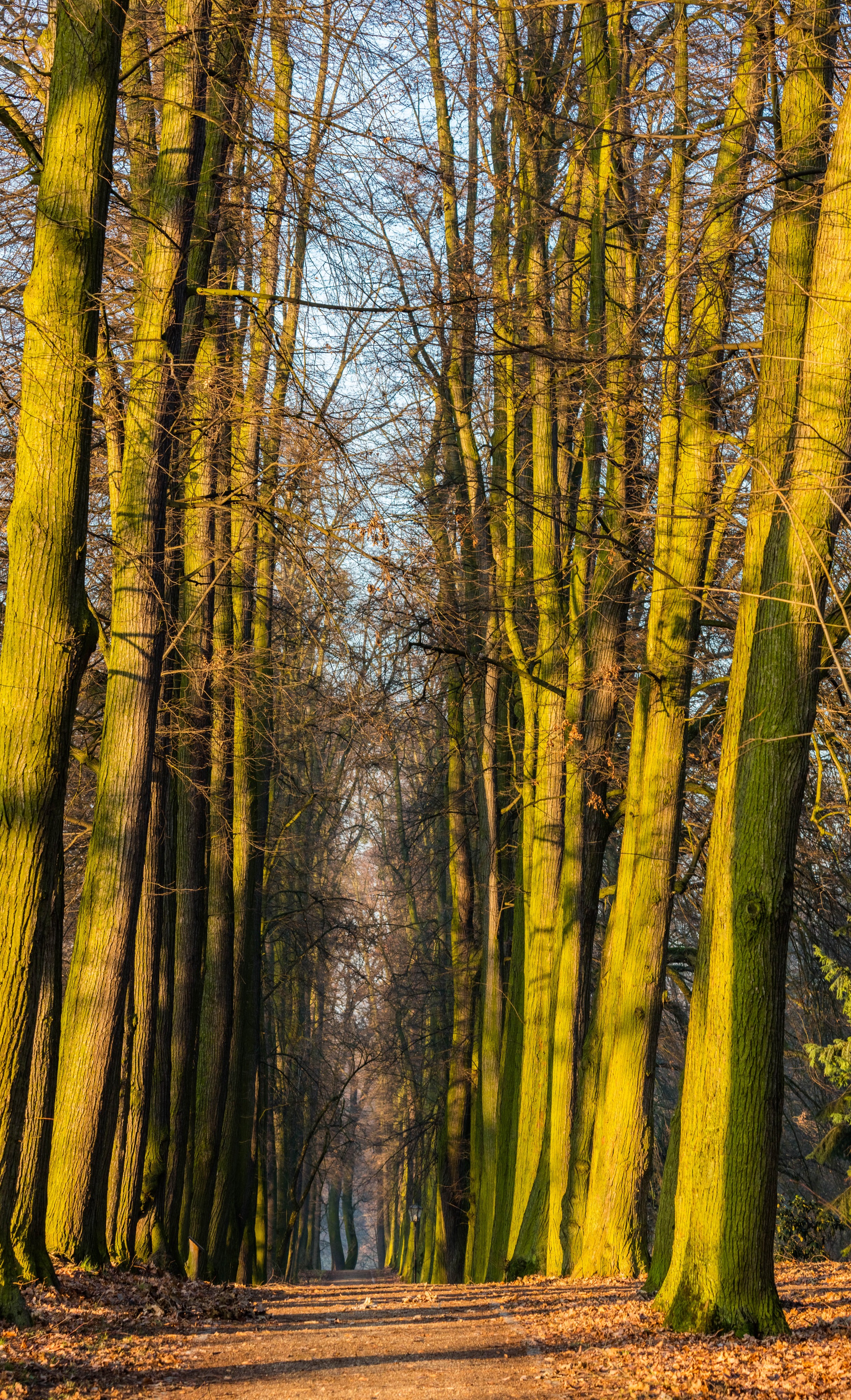 Parque del castillo de Goluchow, Polonia, 2016-12-21, DD 28
