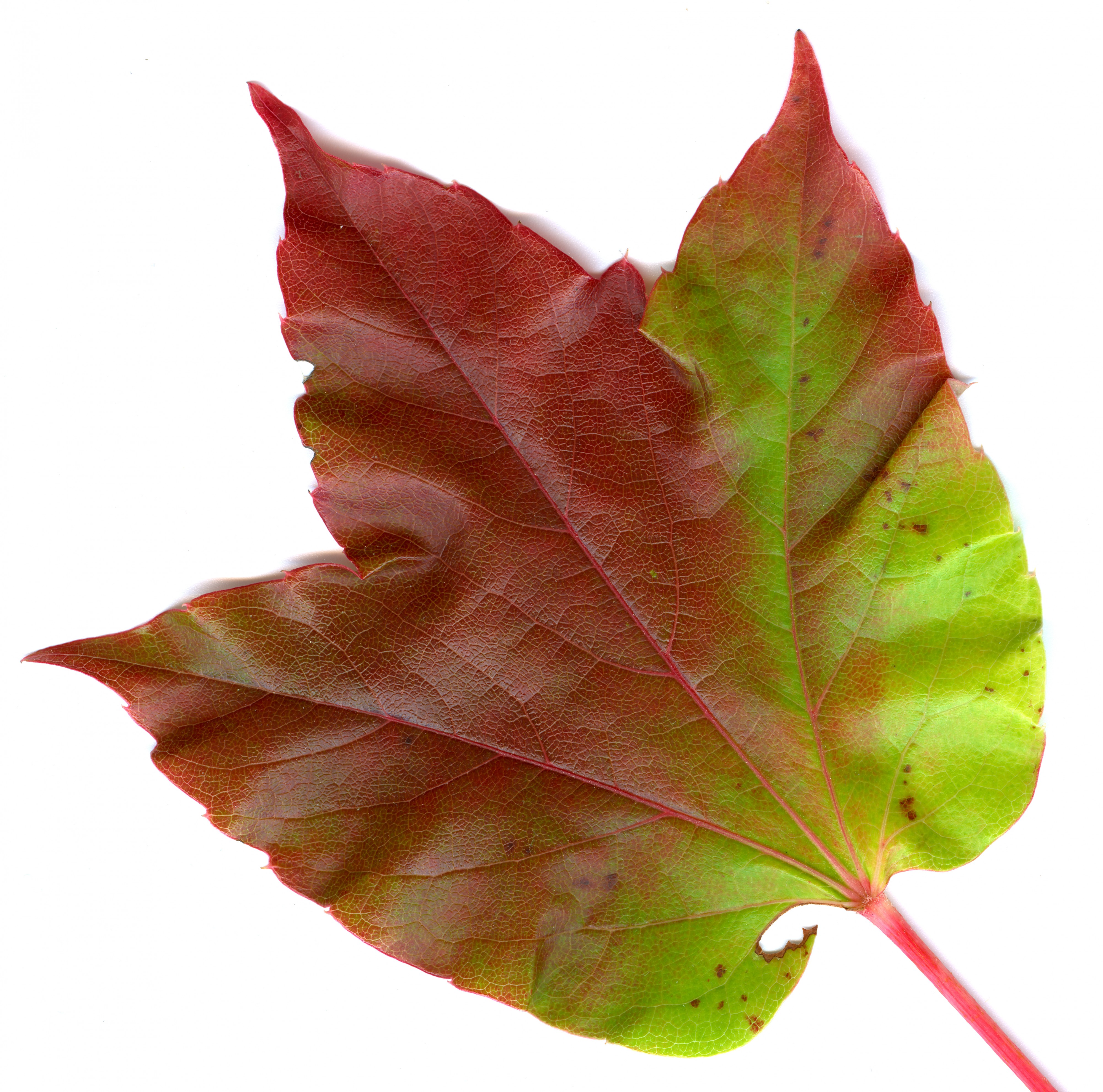 Parthenocissus tricuspidata 03