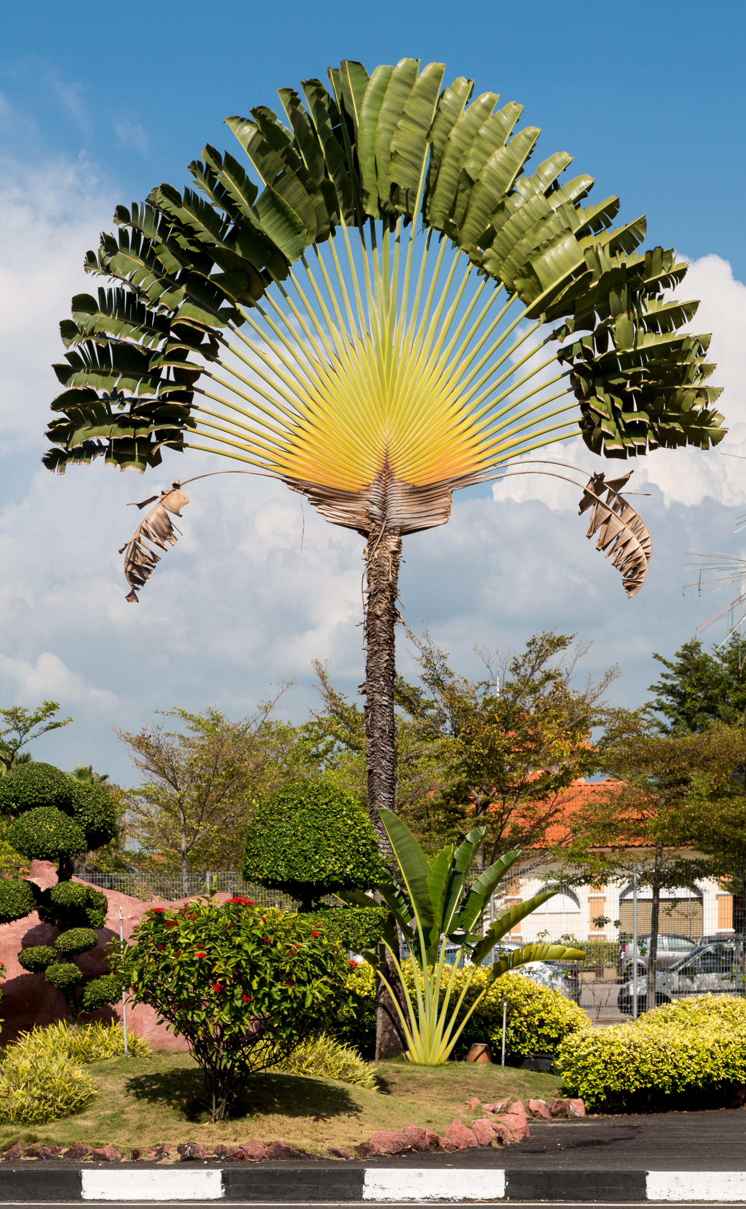 Penang Malaysia Ravenala-madagascariensis-01