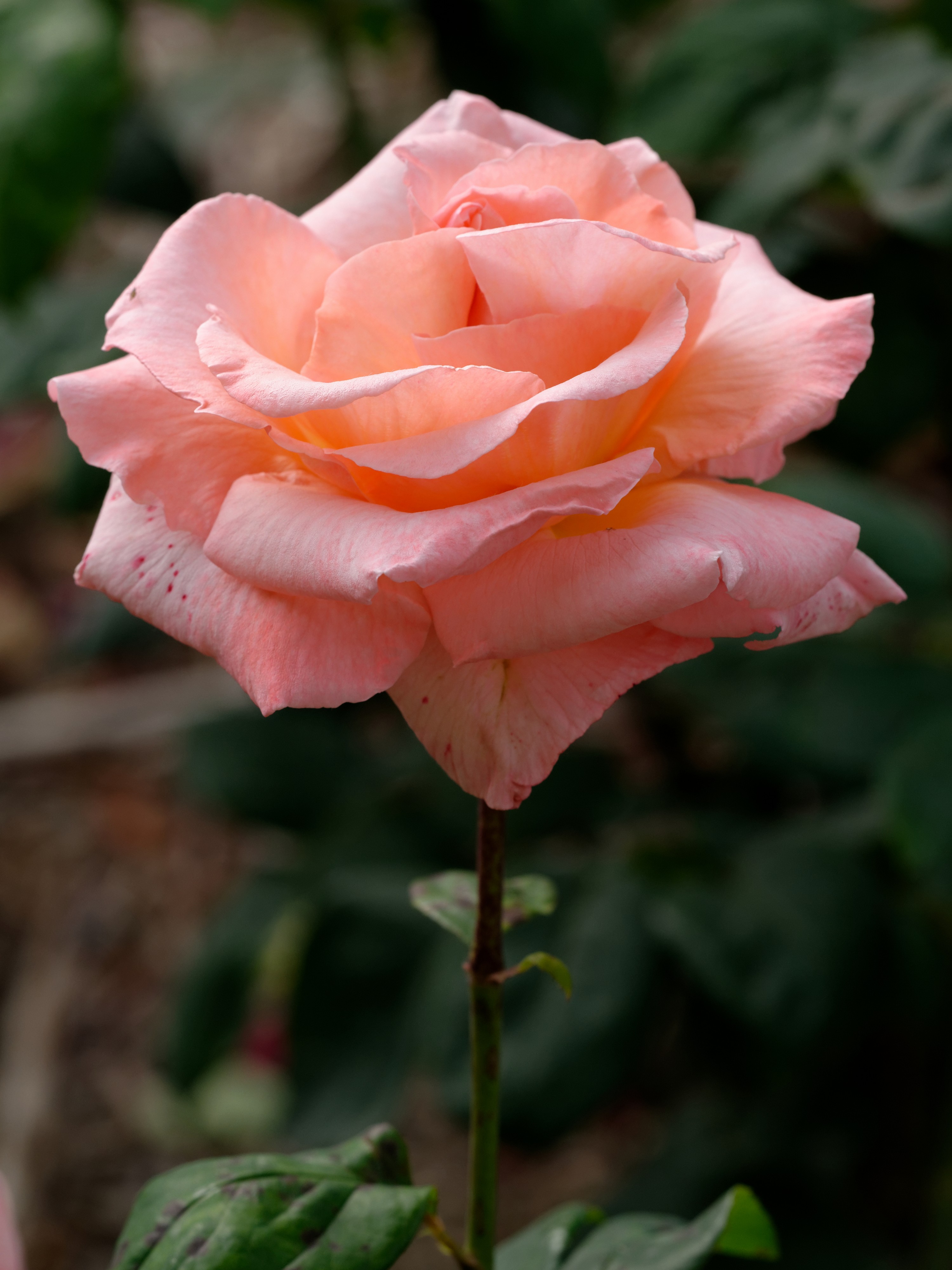 Penelope Gaujard 1980 JdP 2013-06-16