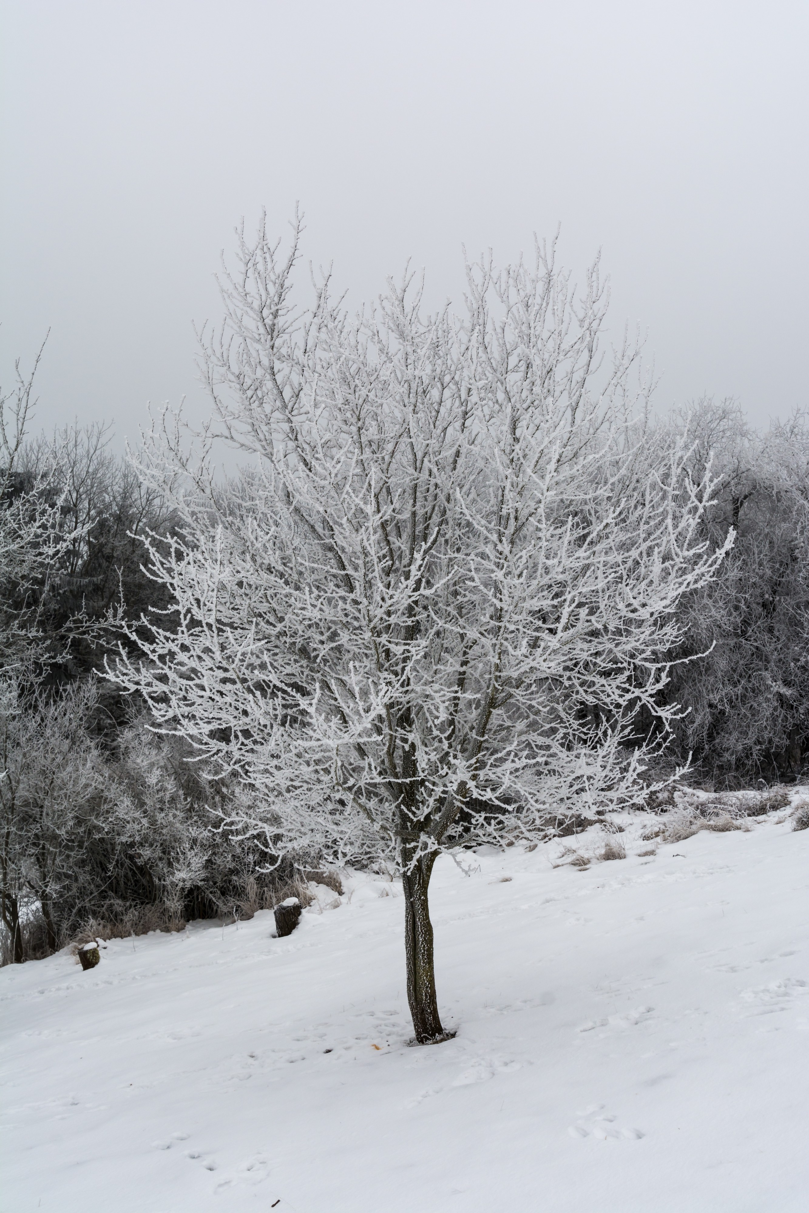 Pernegg Winterlandschaft 20170128 04