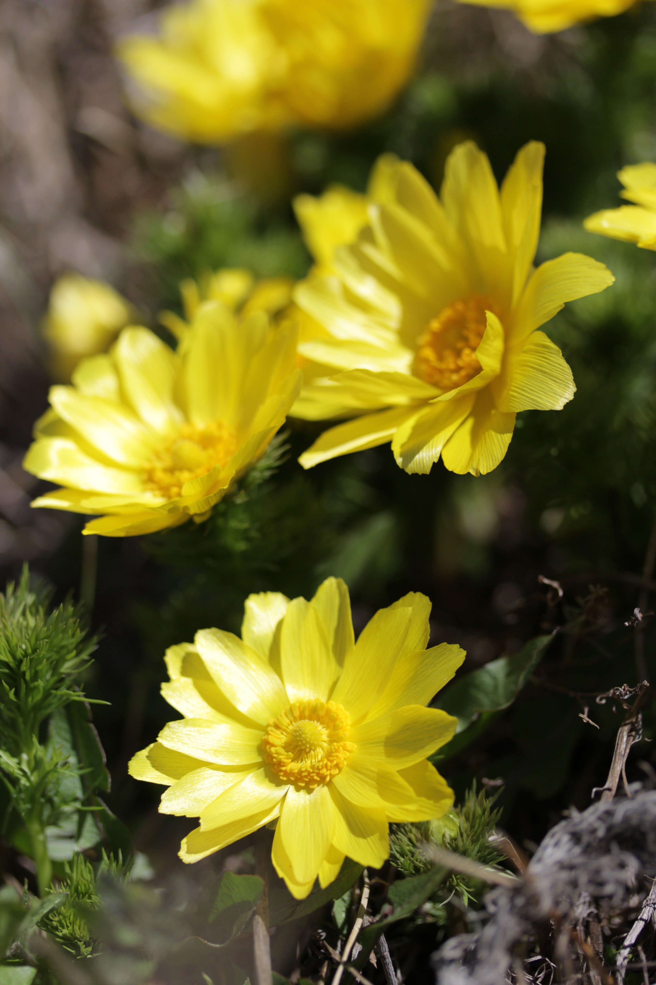 Pheasant's Eye - Adonis vernalis (16810184220)