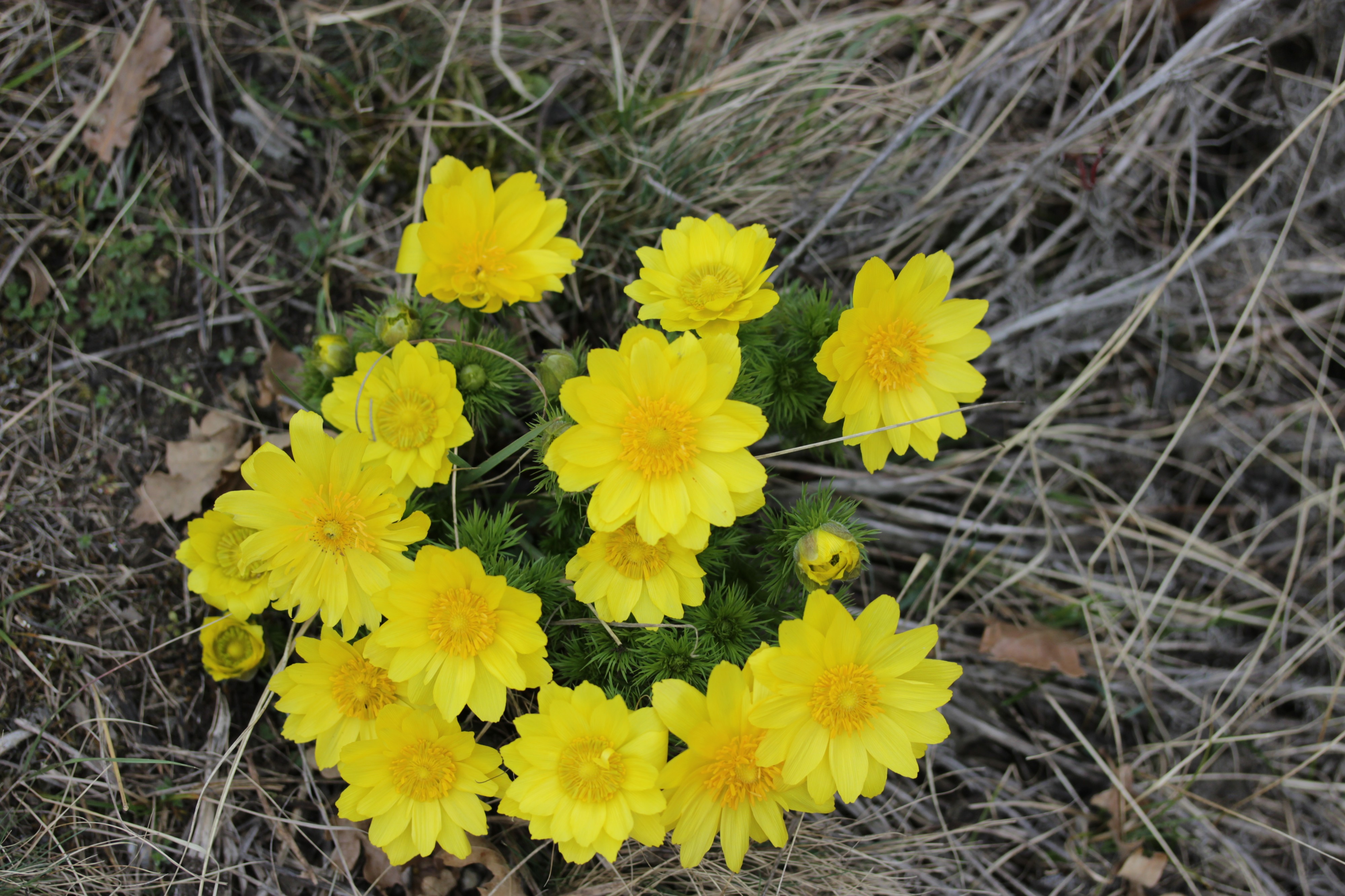 Pheasant's Eye - Adonis vernalis (17017605092)