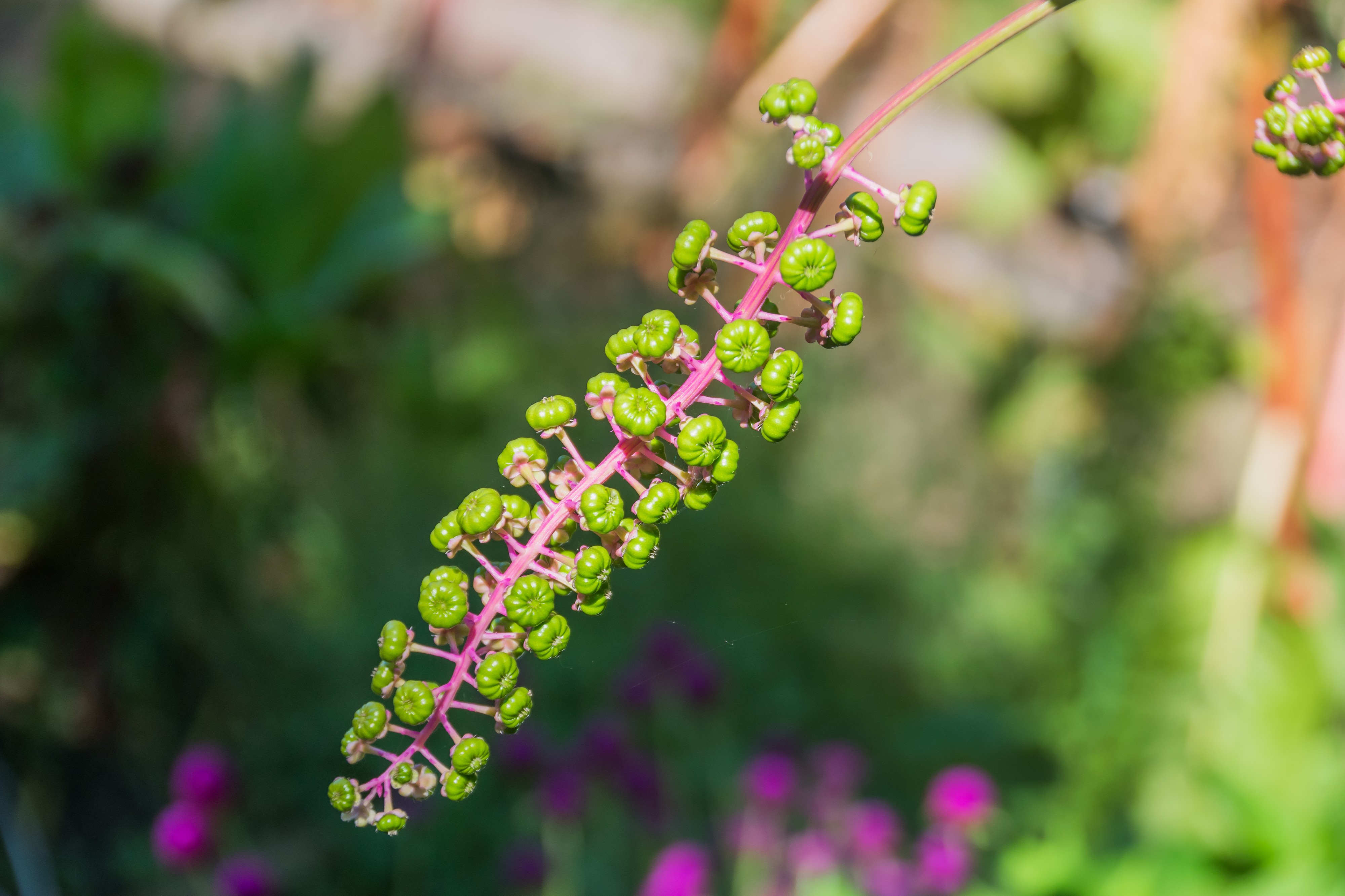 Phytolacca decandra in Jardin botanique de la Charme 01