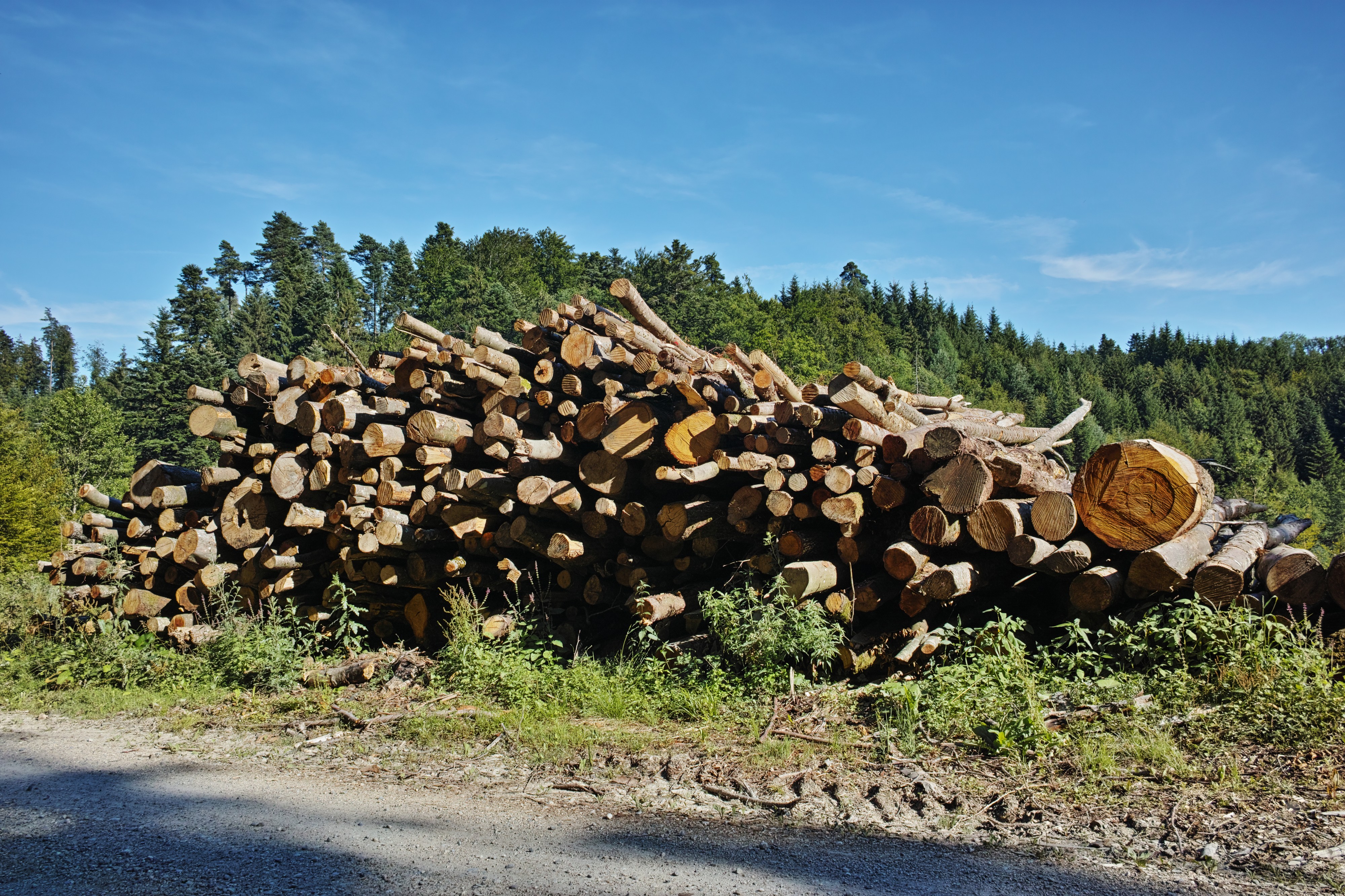 Pile of wood Rüti bei Büren