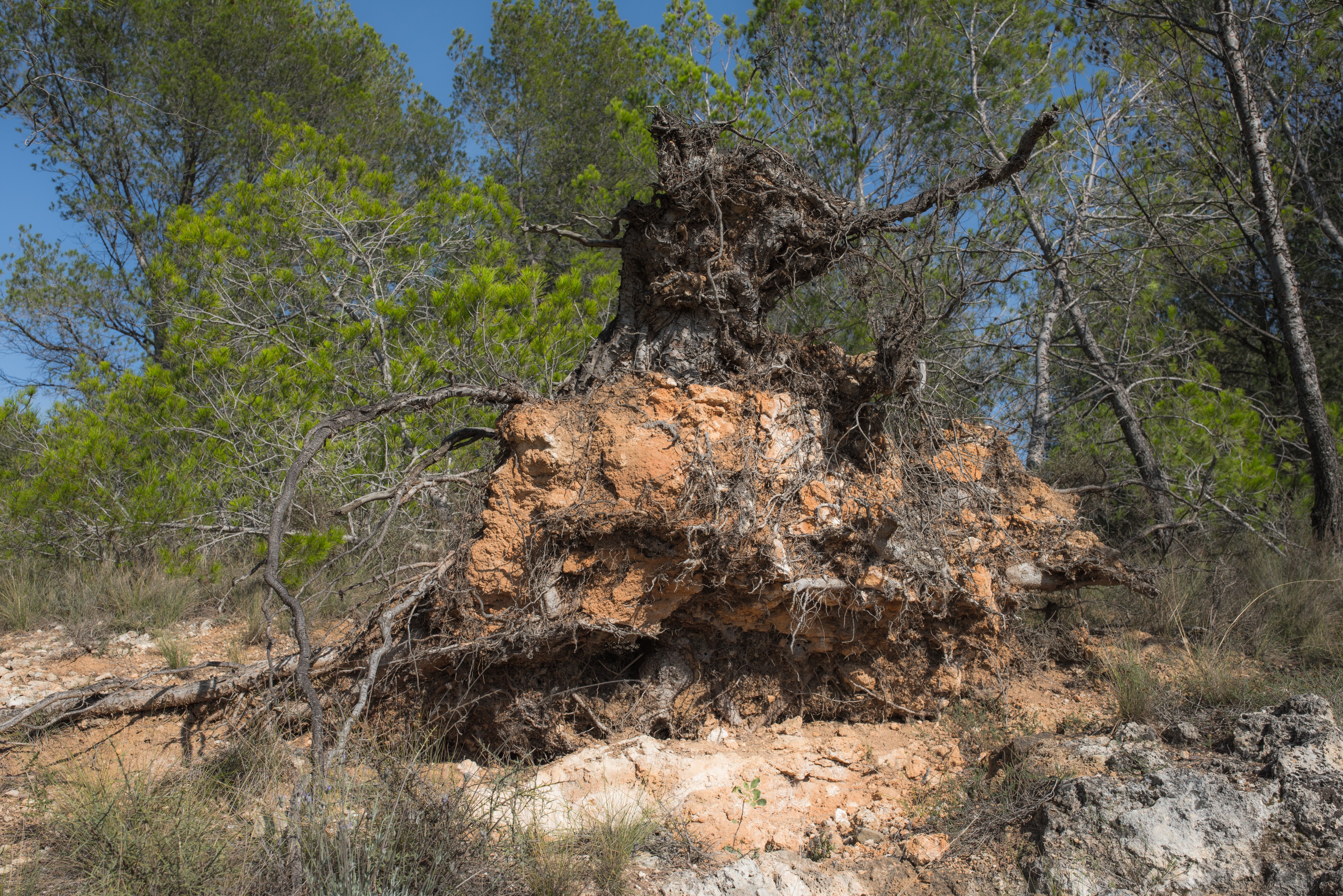 Pinus halepensis (uprooted), Murviel-lès-Béziers 01