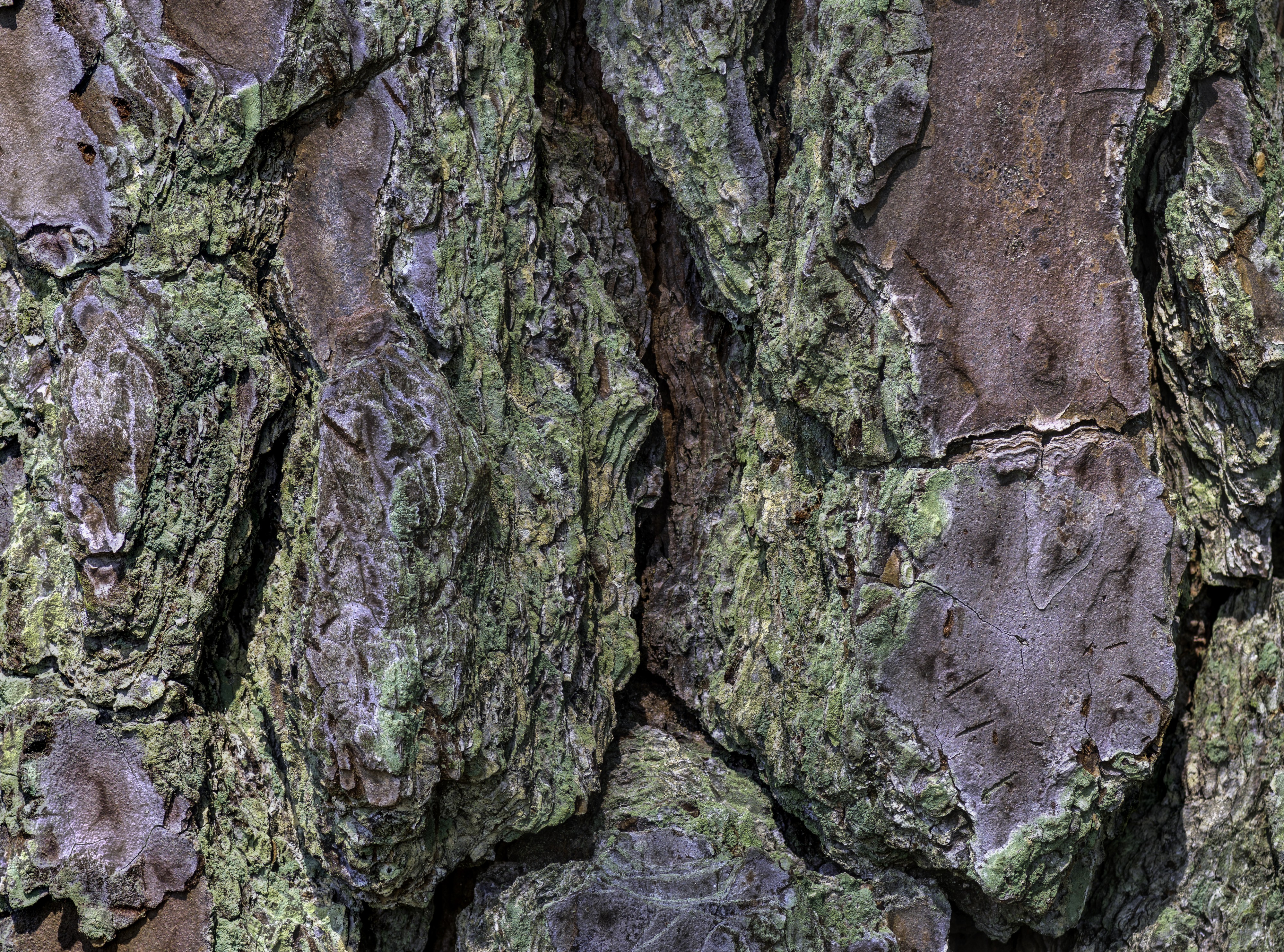 Pinus palustris bark 30 NBG LR