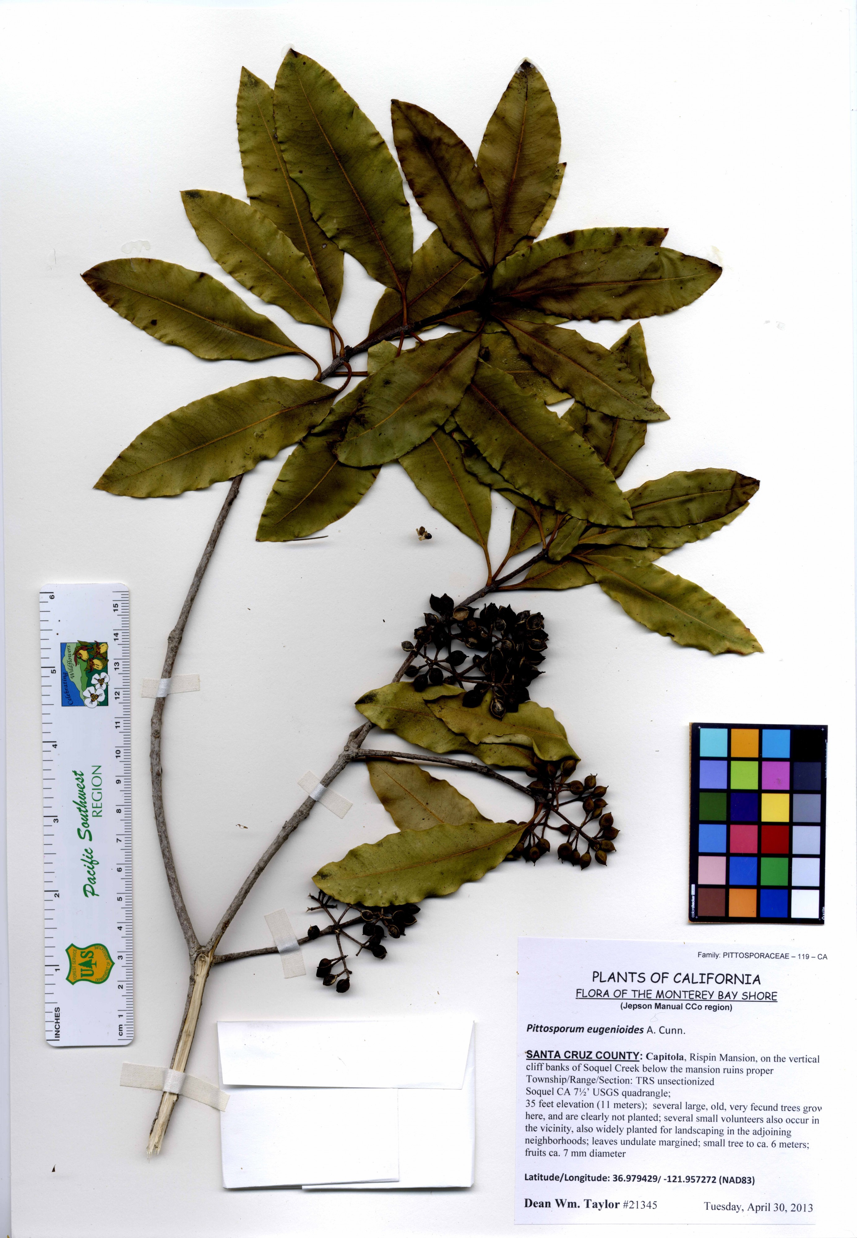Pittosporum eugenoides -21345 (22623900846)