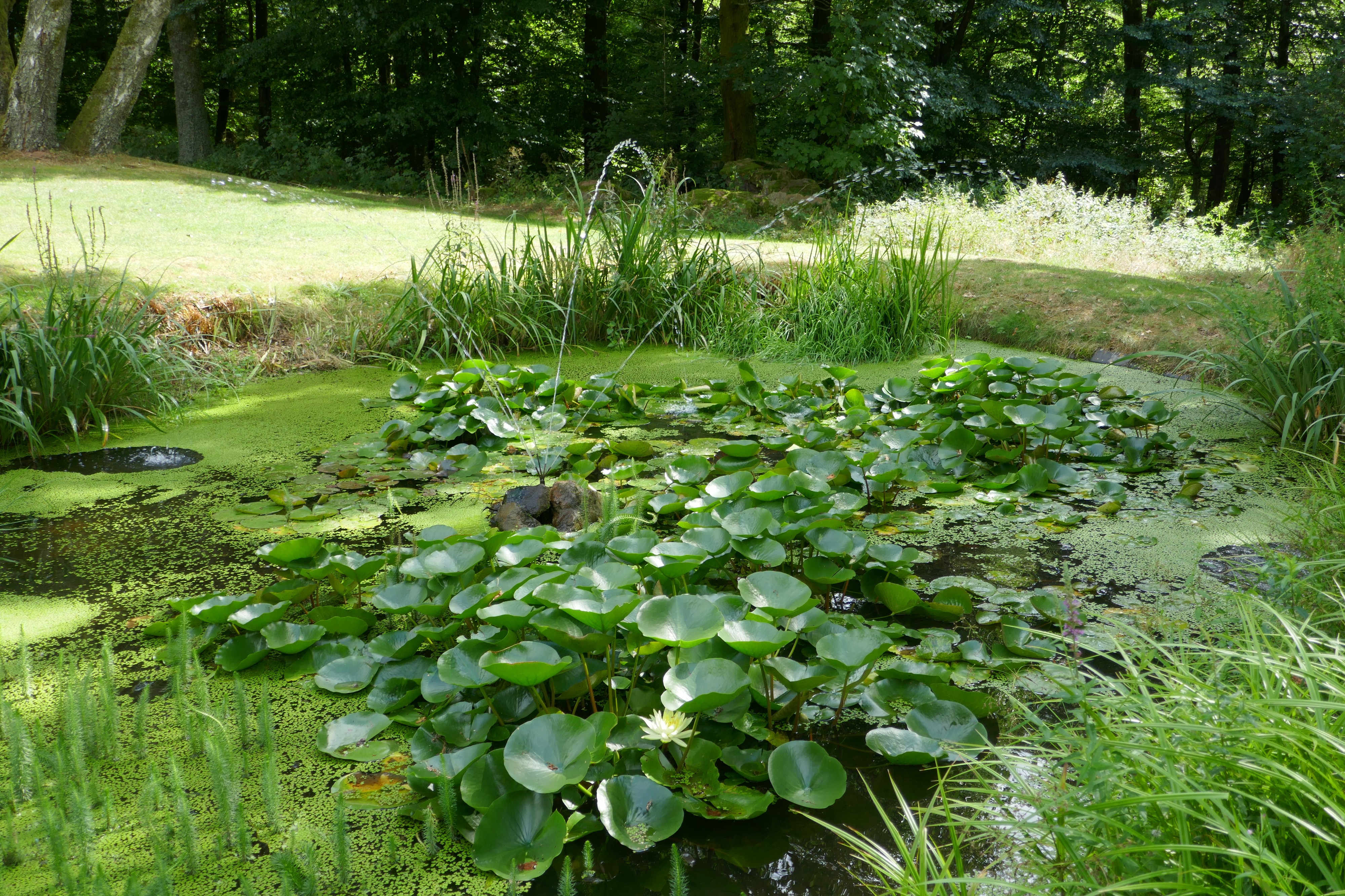 Plantes aquatiques-Jardins de Callunes (2)