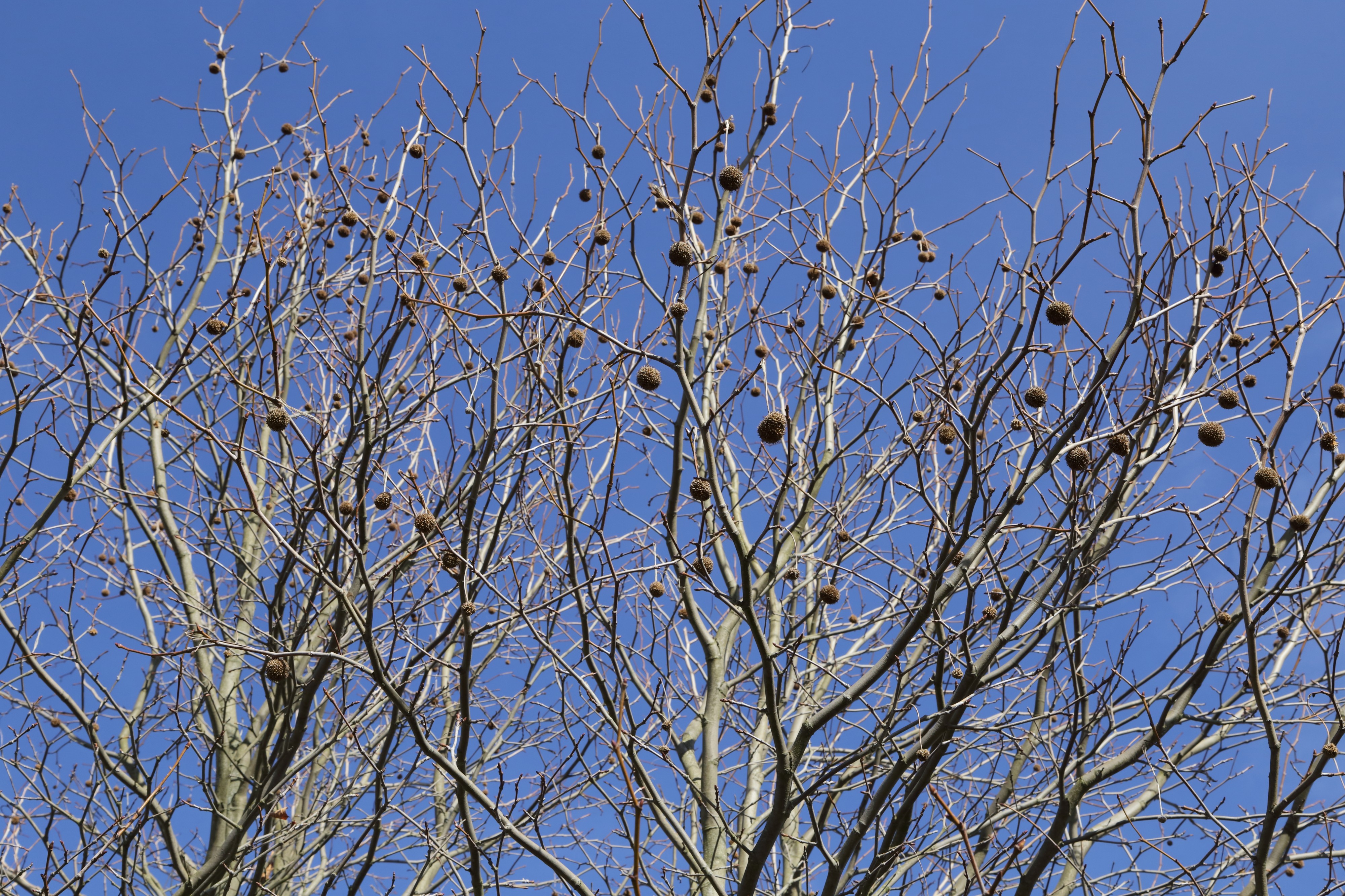 Platanus x hispanica-IMG 0578
