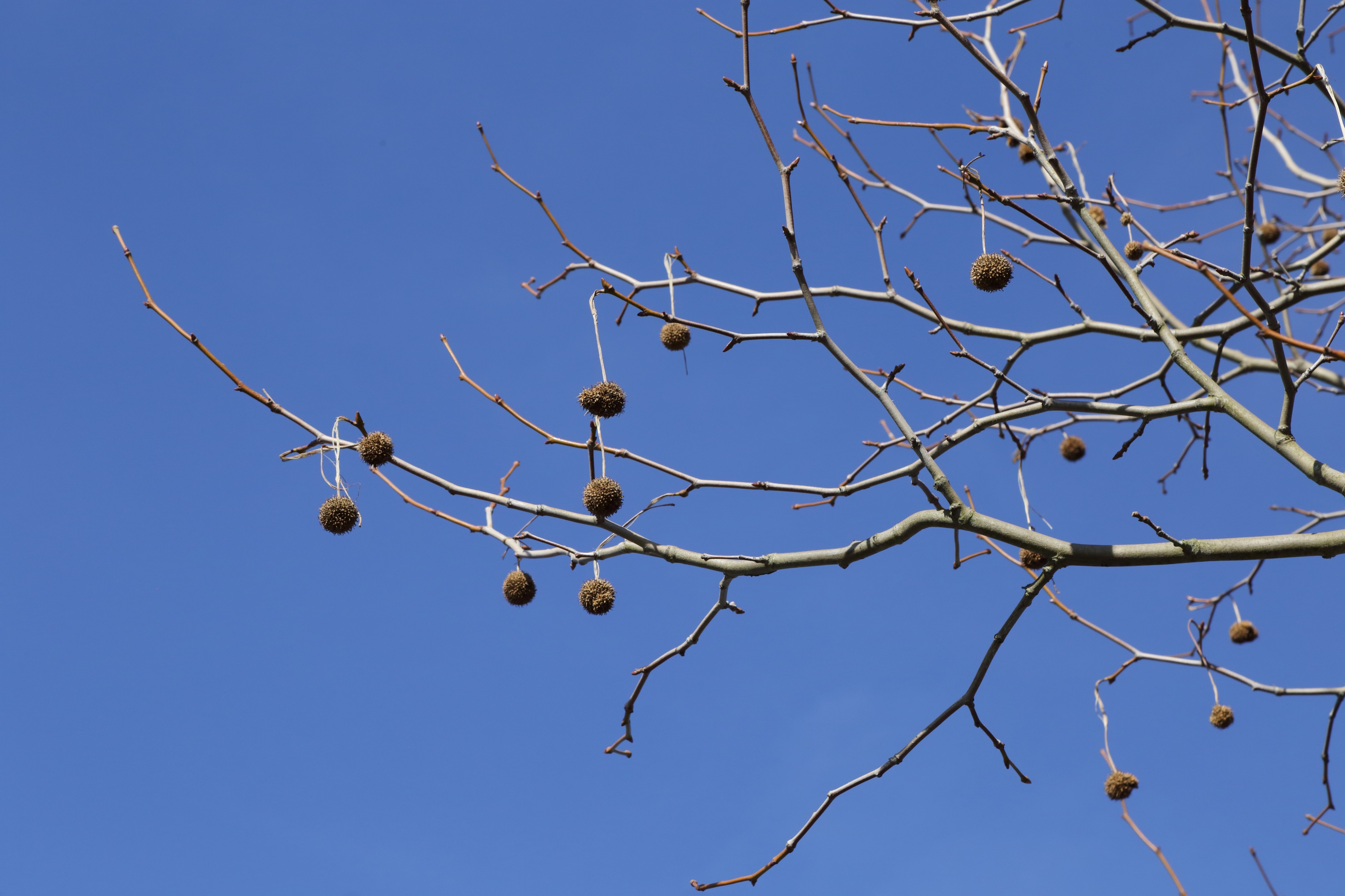 Platanus x hispanica-IMG 0579