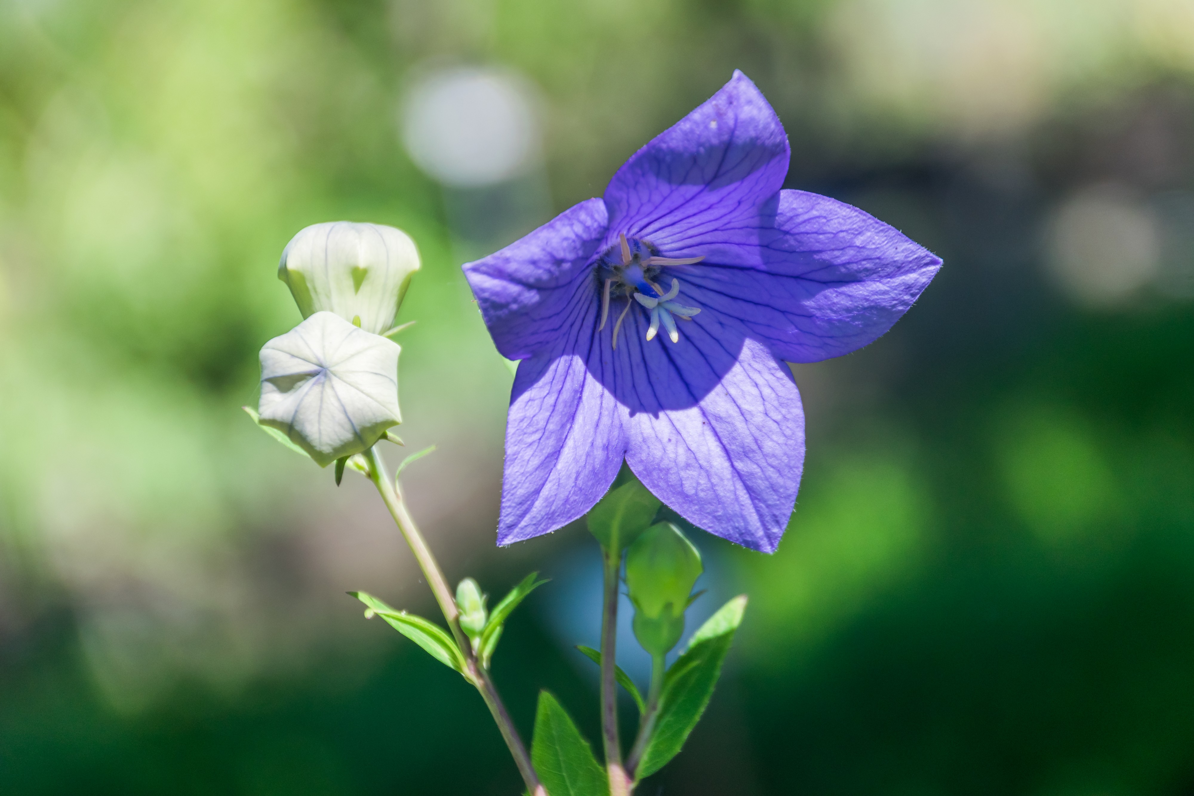 Platycodon grandiflorus in Jardin botanique de la Charme