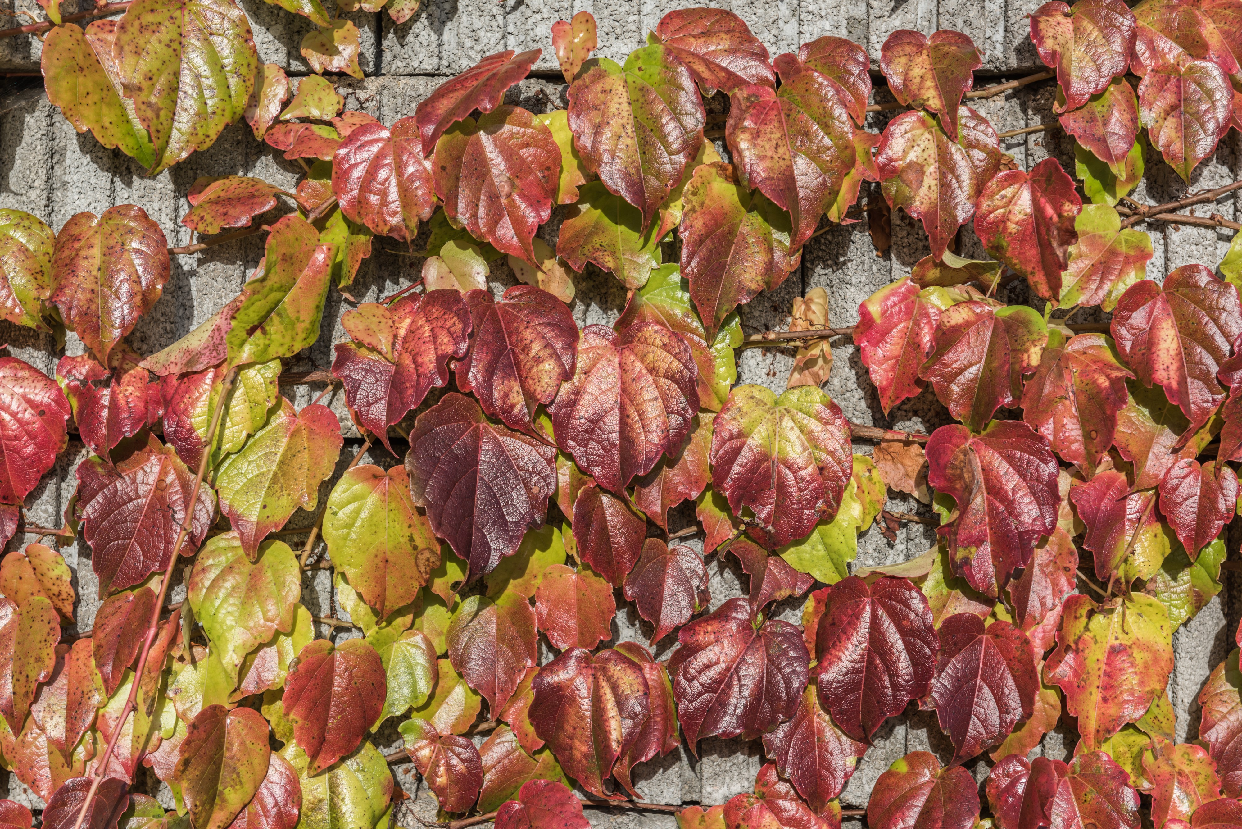 Poertschach Hauptstrasse Kletterpflanze herbstliches Blattwerk 13112016 5390