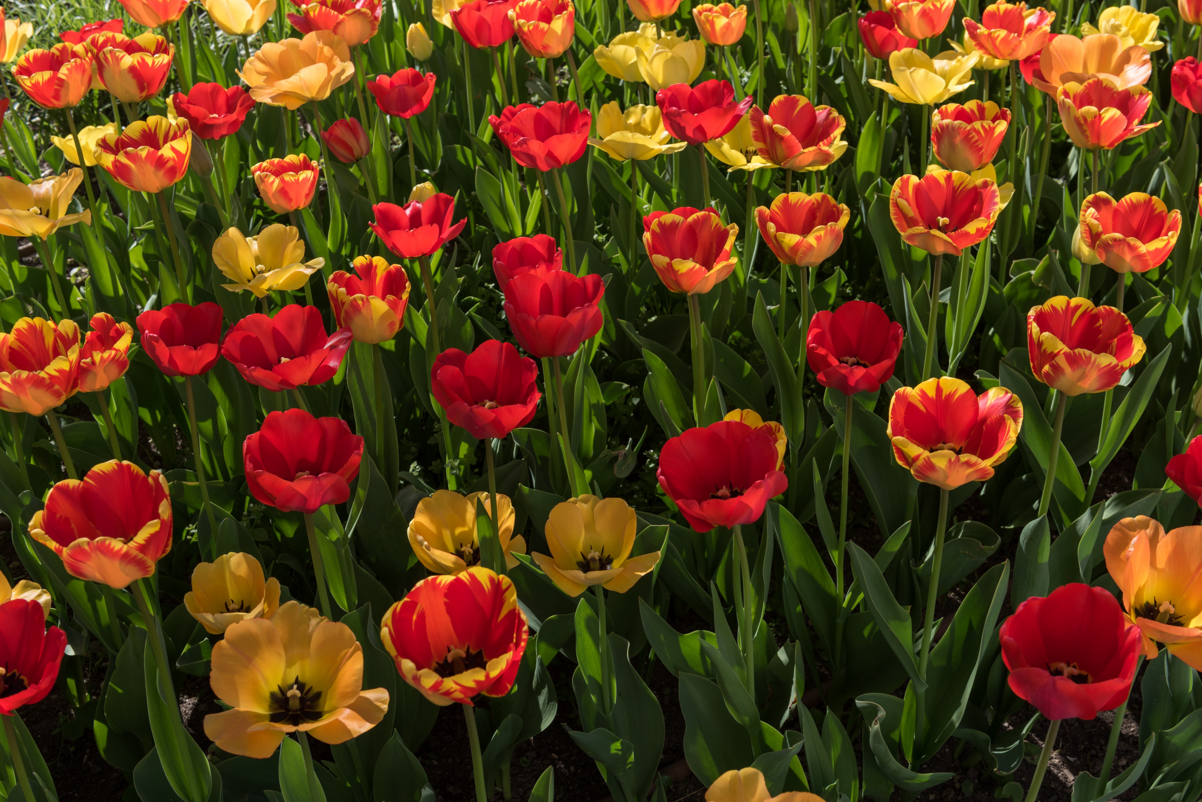 Poertschach Johannes-Brahms-Promenade Blumenstrand Tulpenbeet 22042015 2544