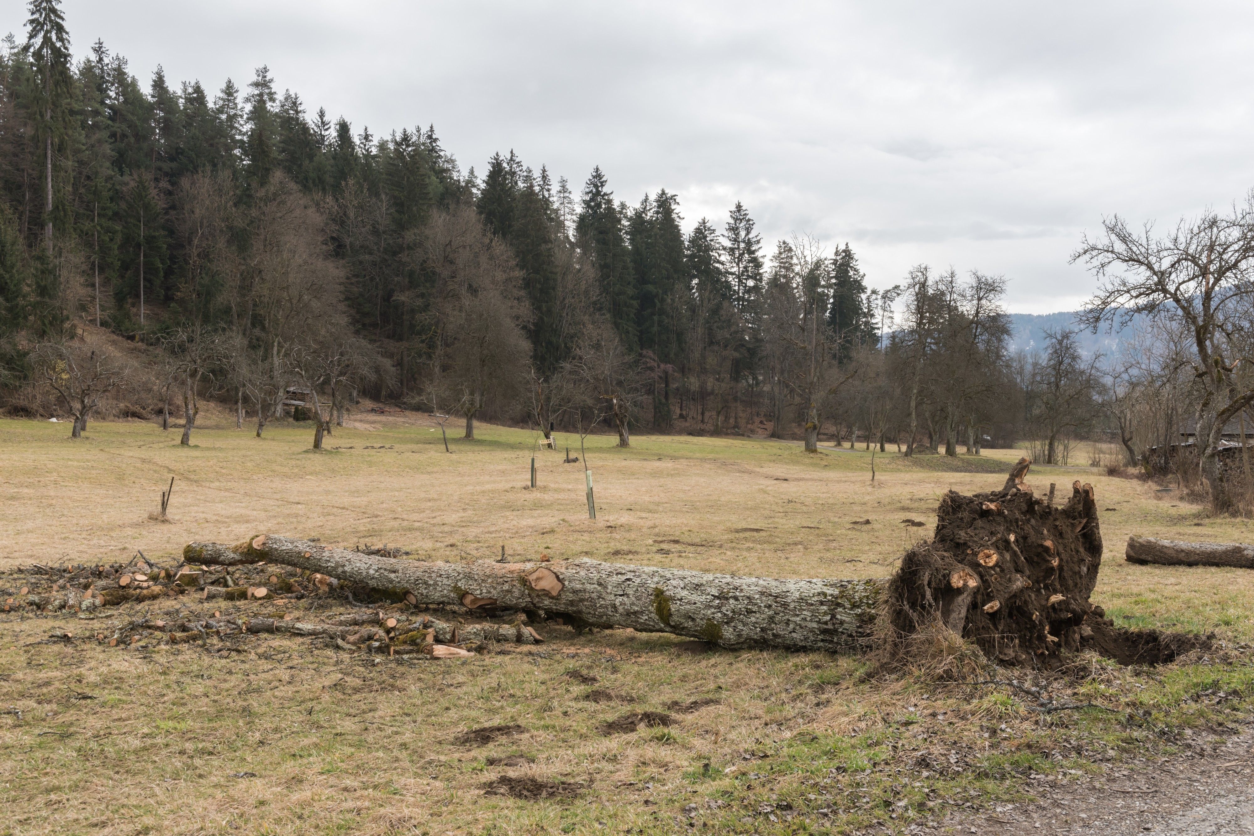 Poertschach Winklern Gaisrueckenstrasse Am Kåte gefaellter Birnbaum 23022016 0663