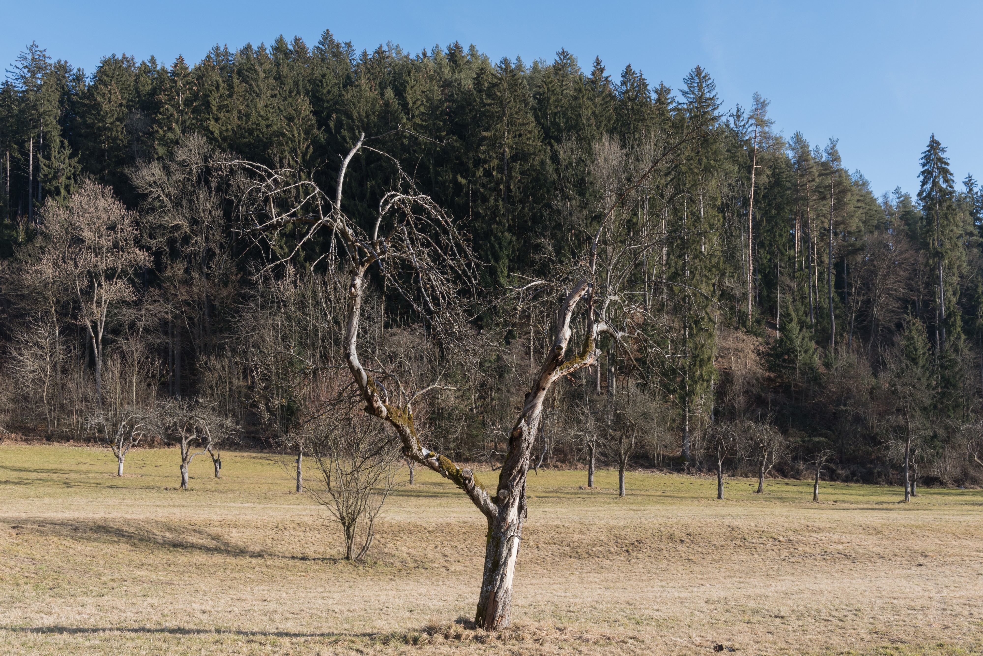 Poertschach Winklern Gaisrueckenstrasse Streuobstwiese Apfelbaum 06022016 0558