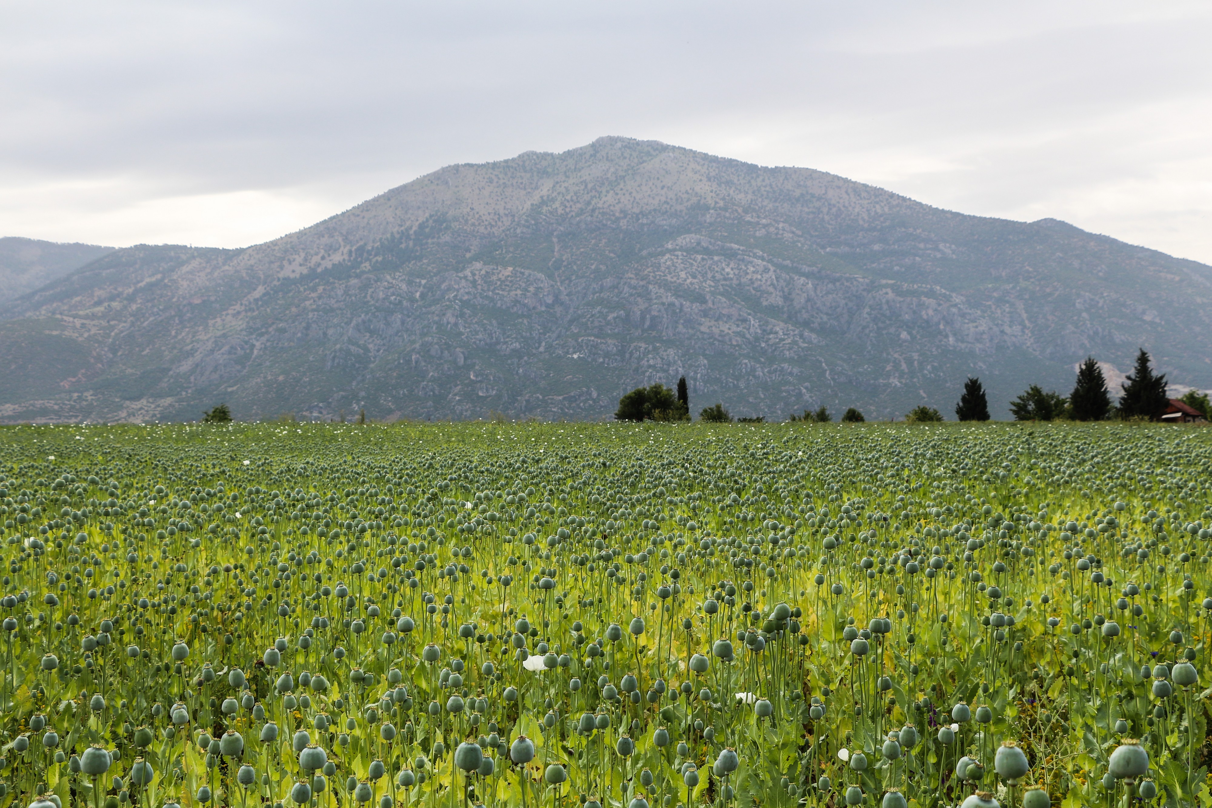 Poppy field, Turkey 01
