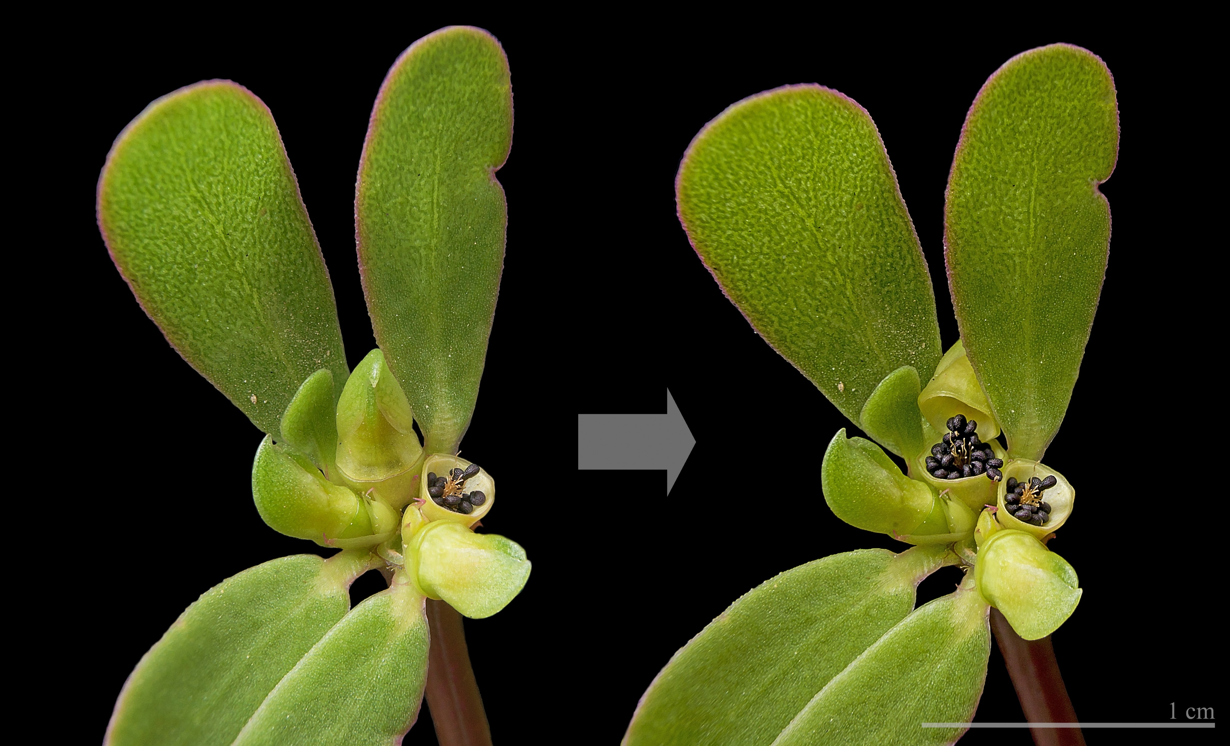 Portulaca oleracea Capsule MHNT