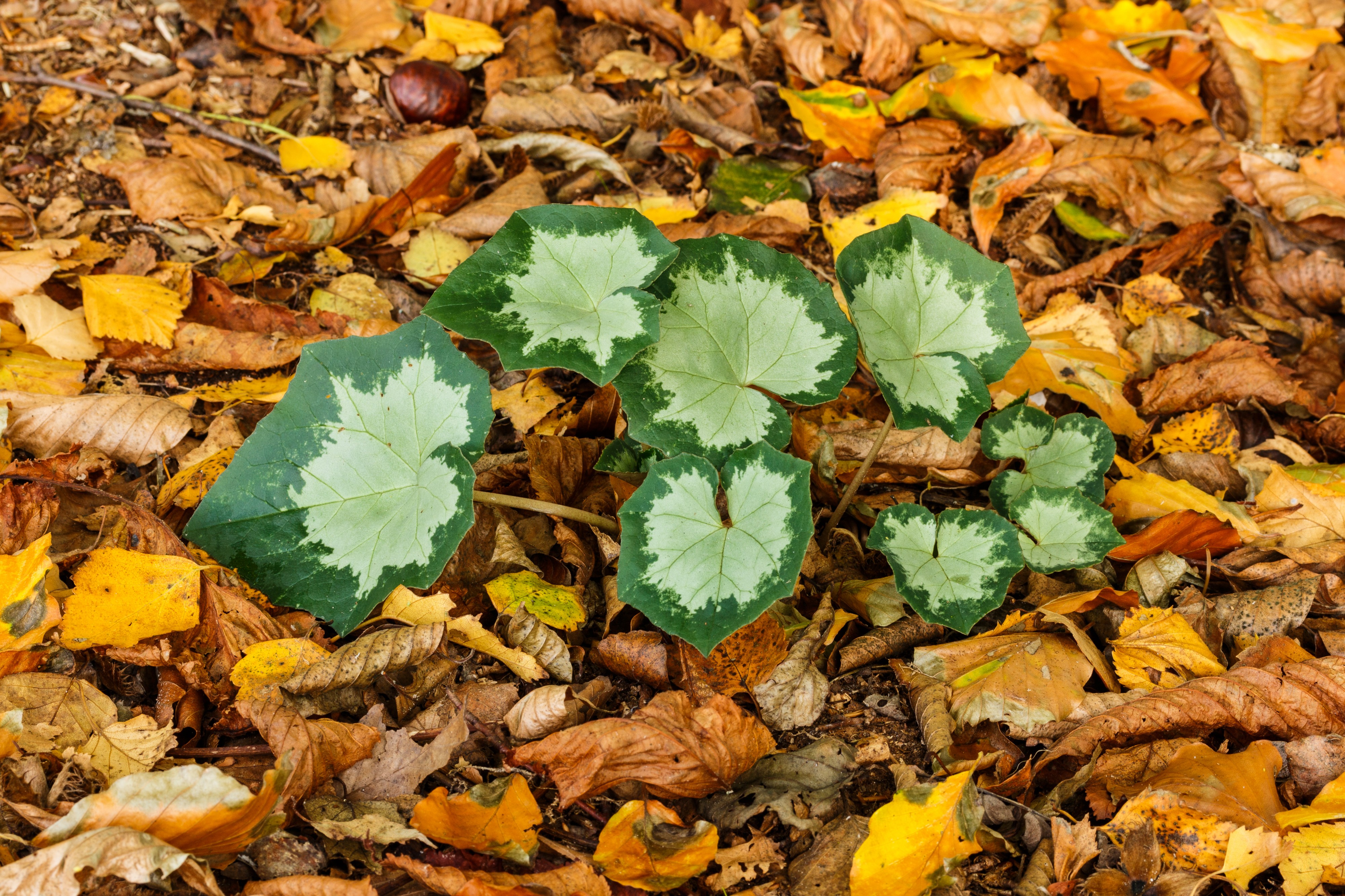 Prachtig nieuw blad van Cyclamen hederifolium tussen herfstbladeren van bomen 02