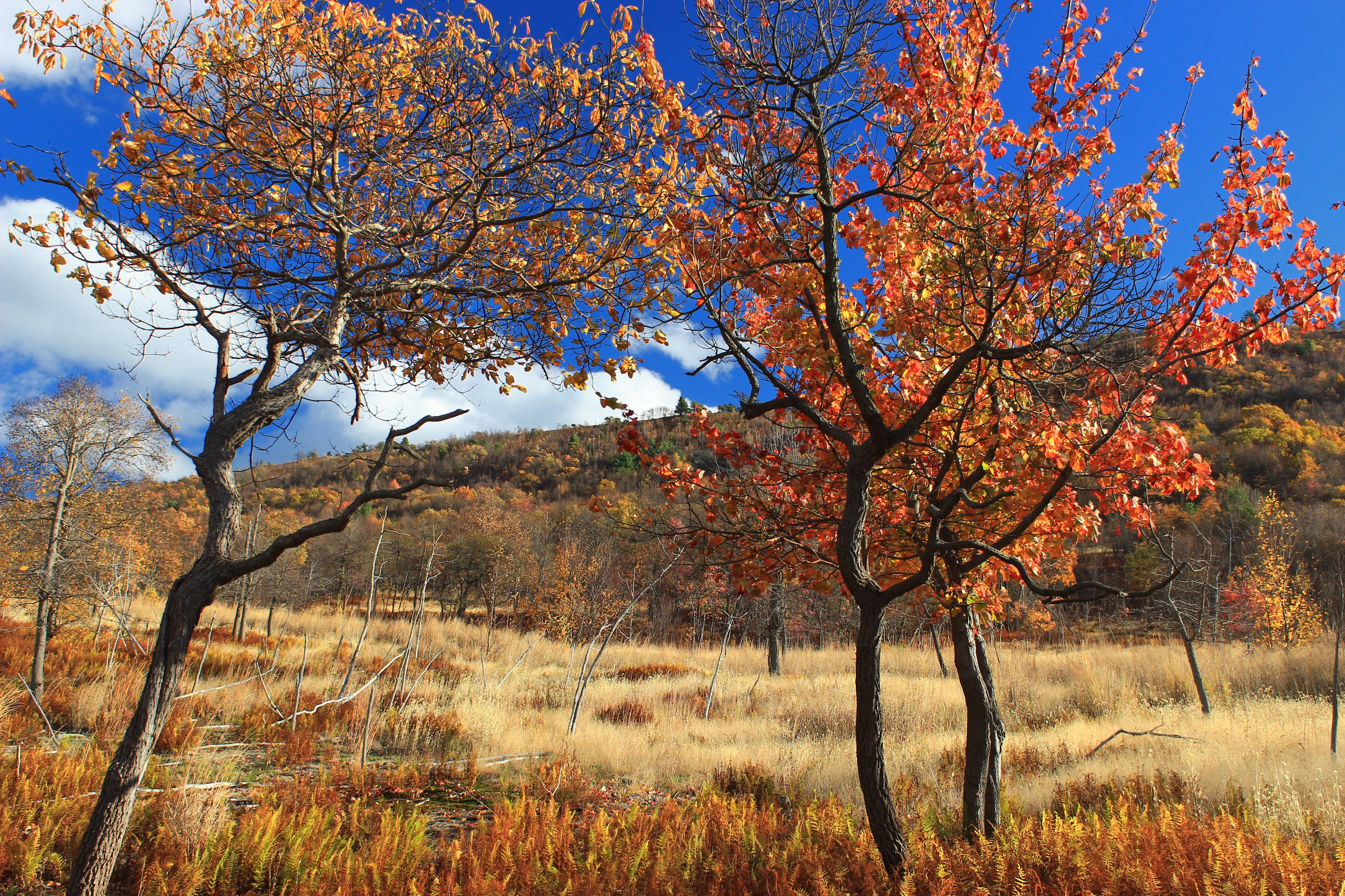 Prairie Grass Trail (6) (15451559549)