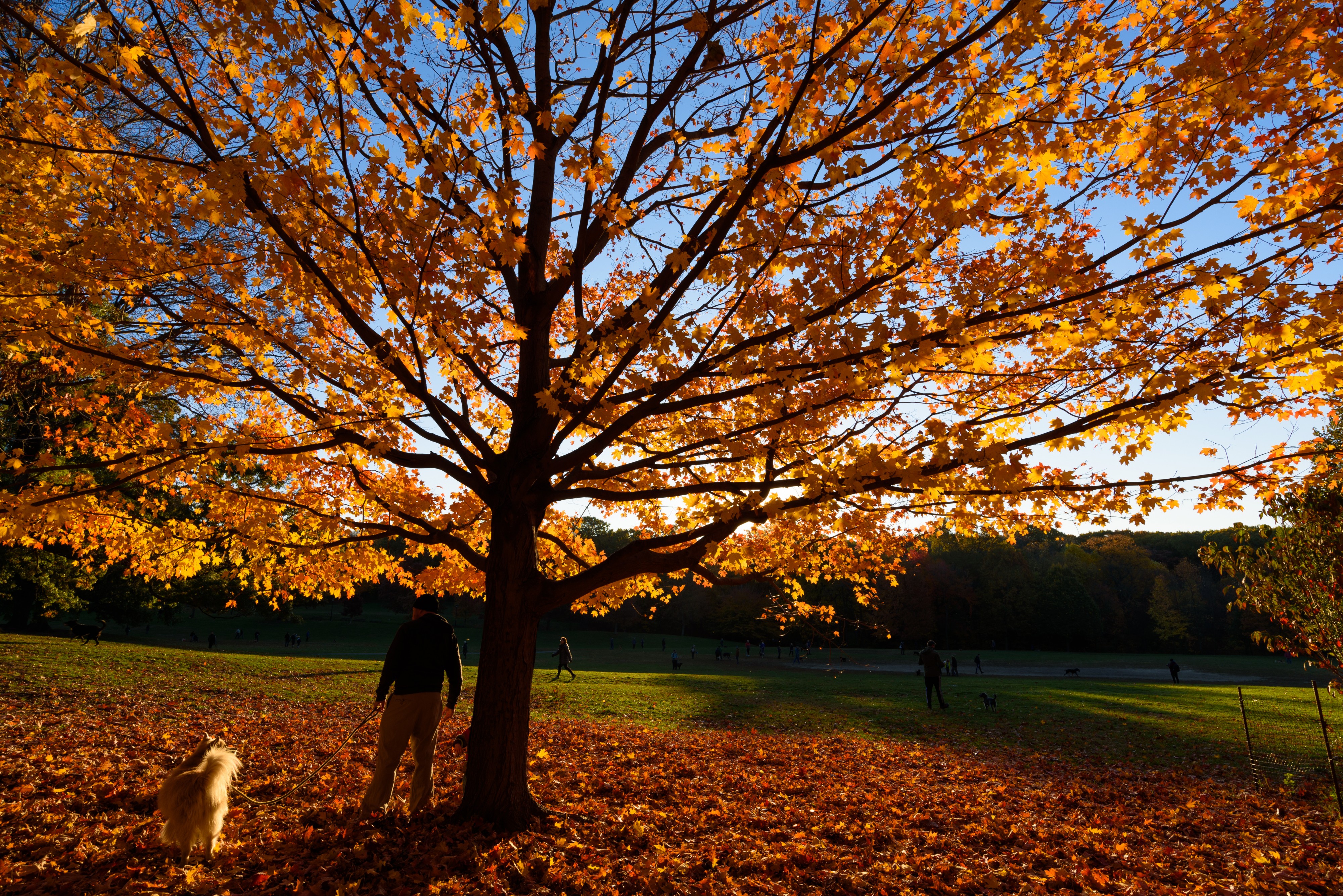 Prospect Park New York November 2016 003
