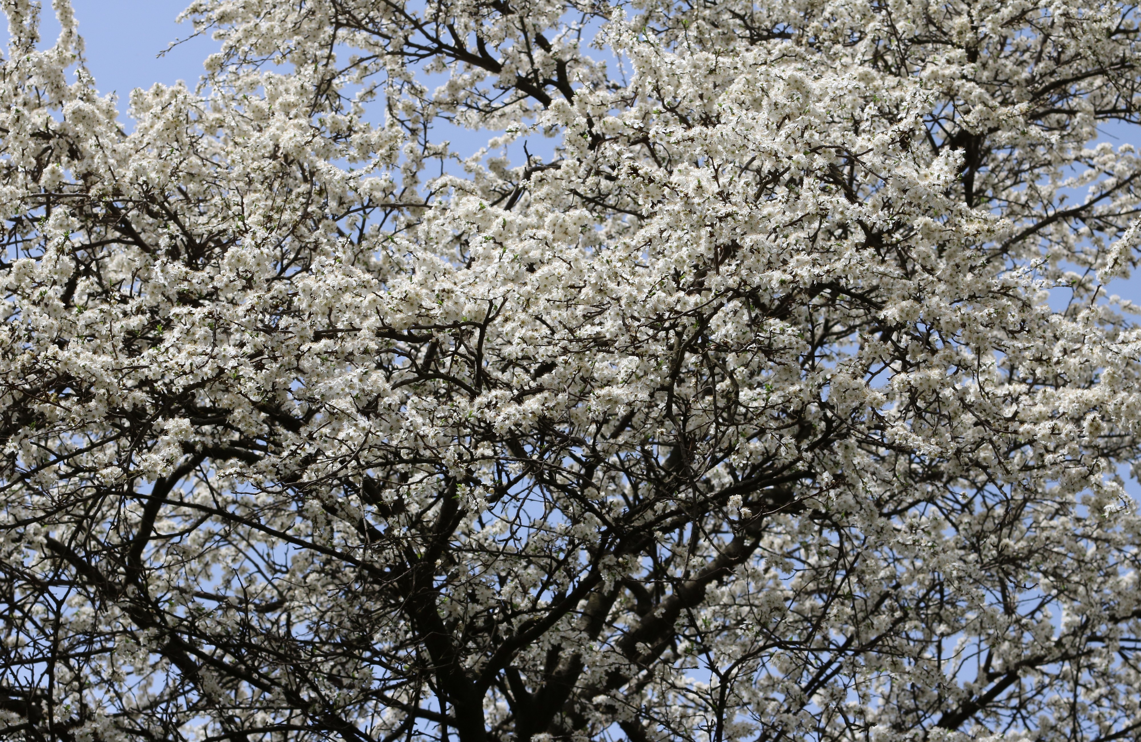 Prunus cerasifera 2016 G1