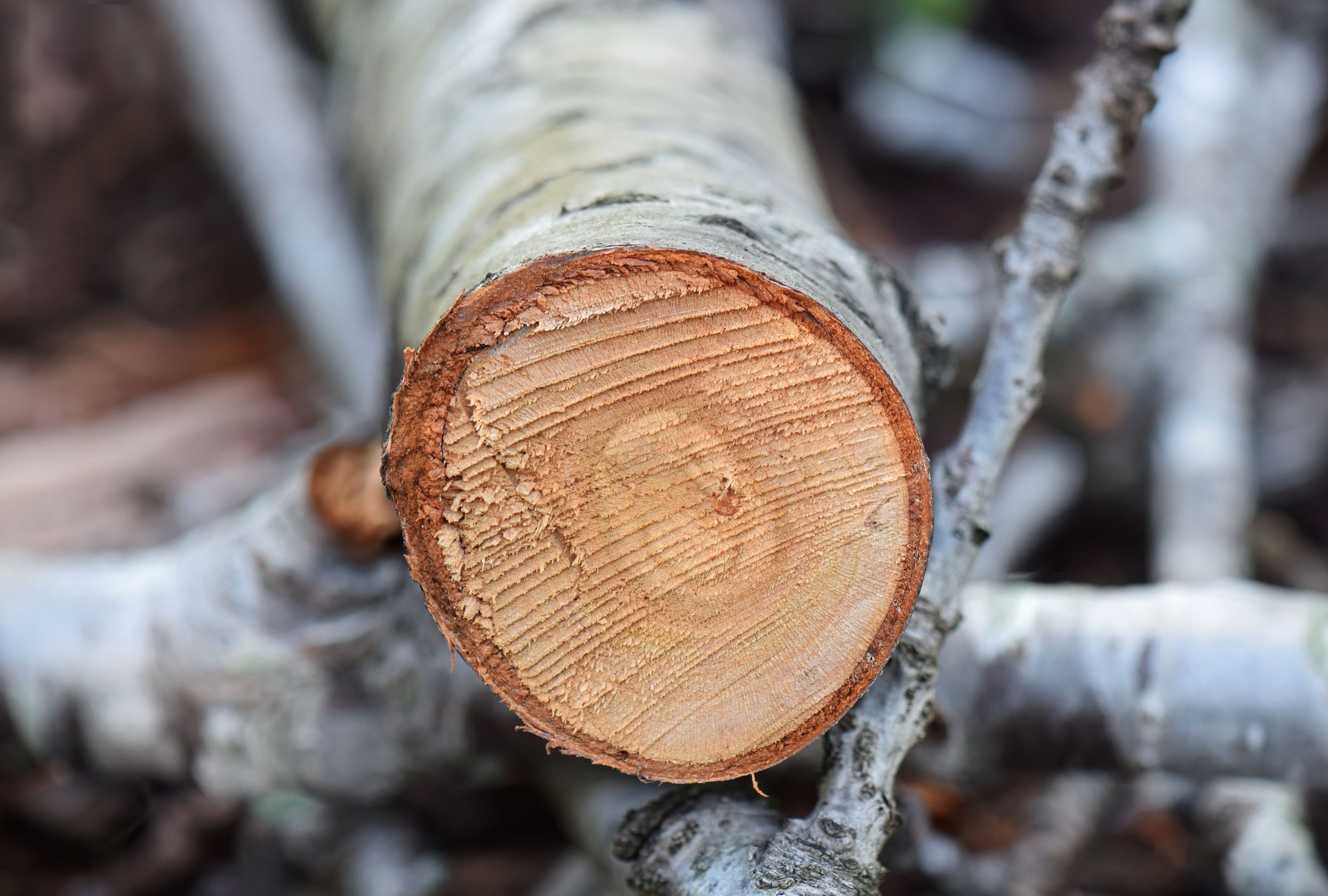 Prunus cerasus tree rings 17