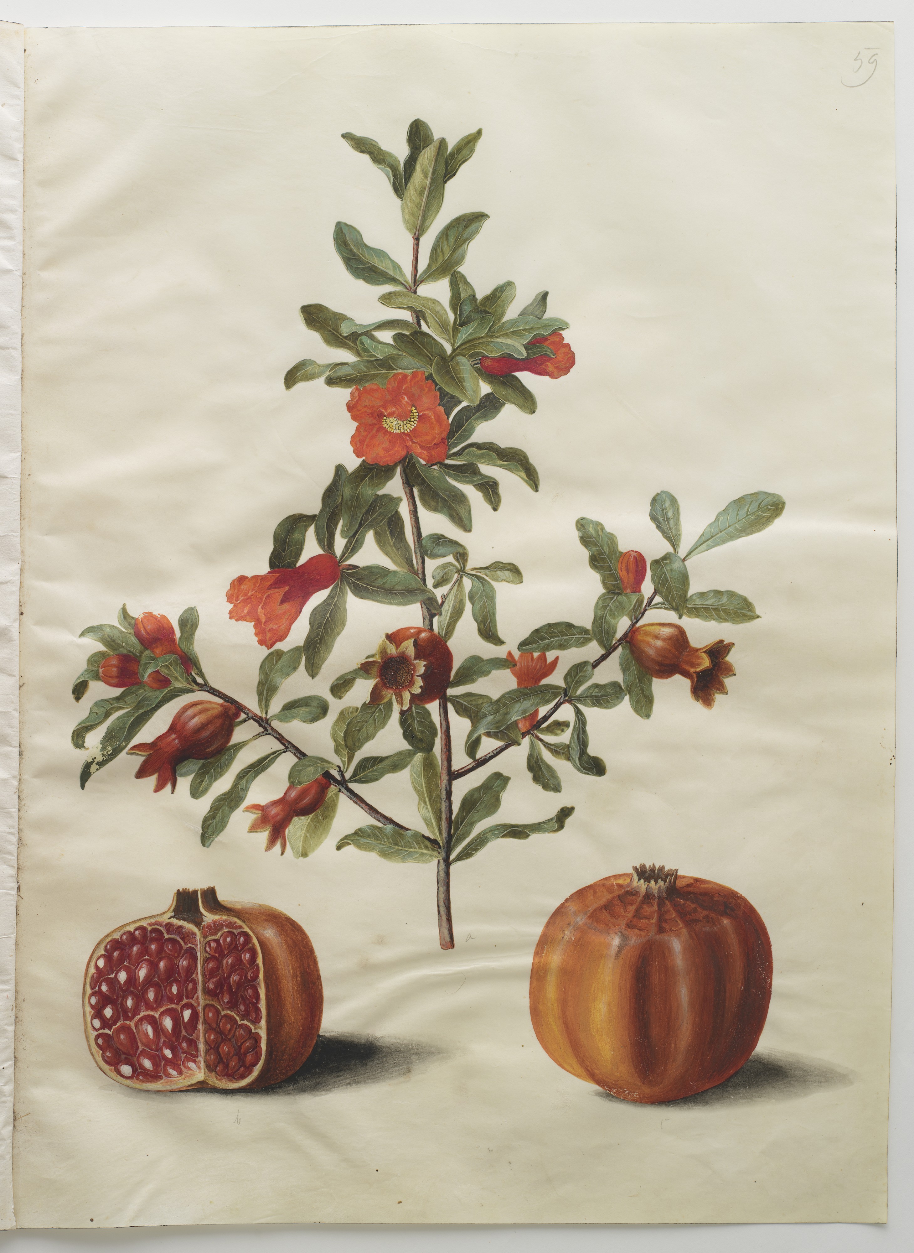 Punica granatum simp et pl