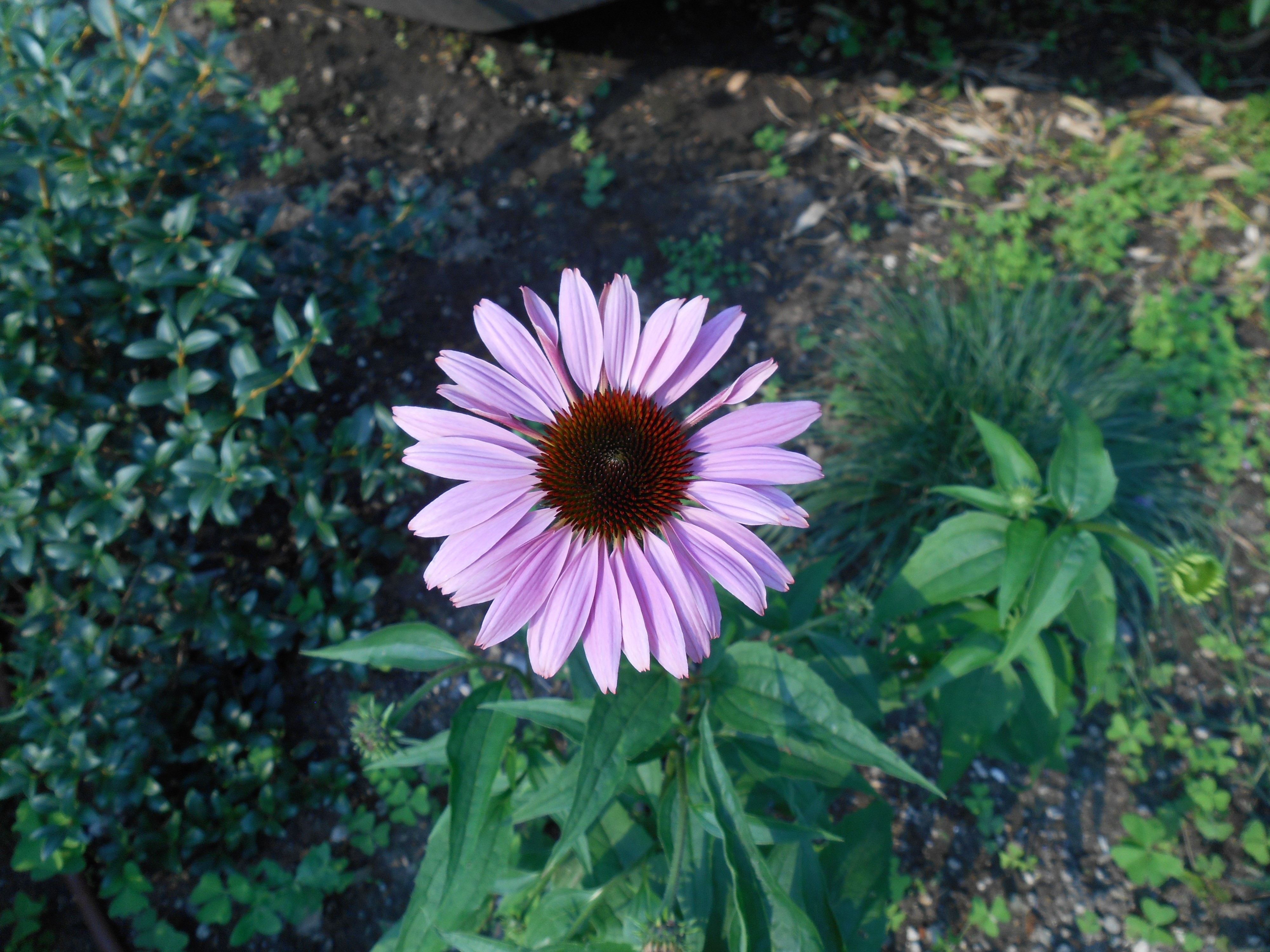 Purple Sunflower-like flower Varenna Italy