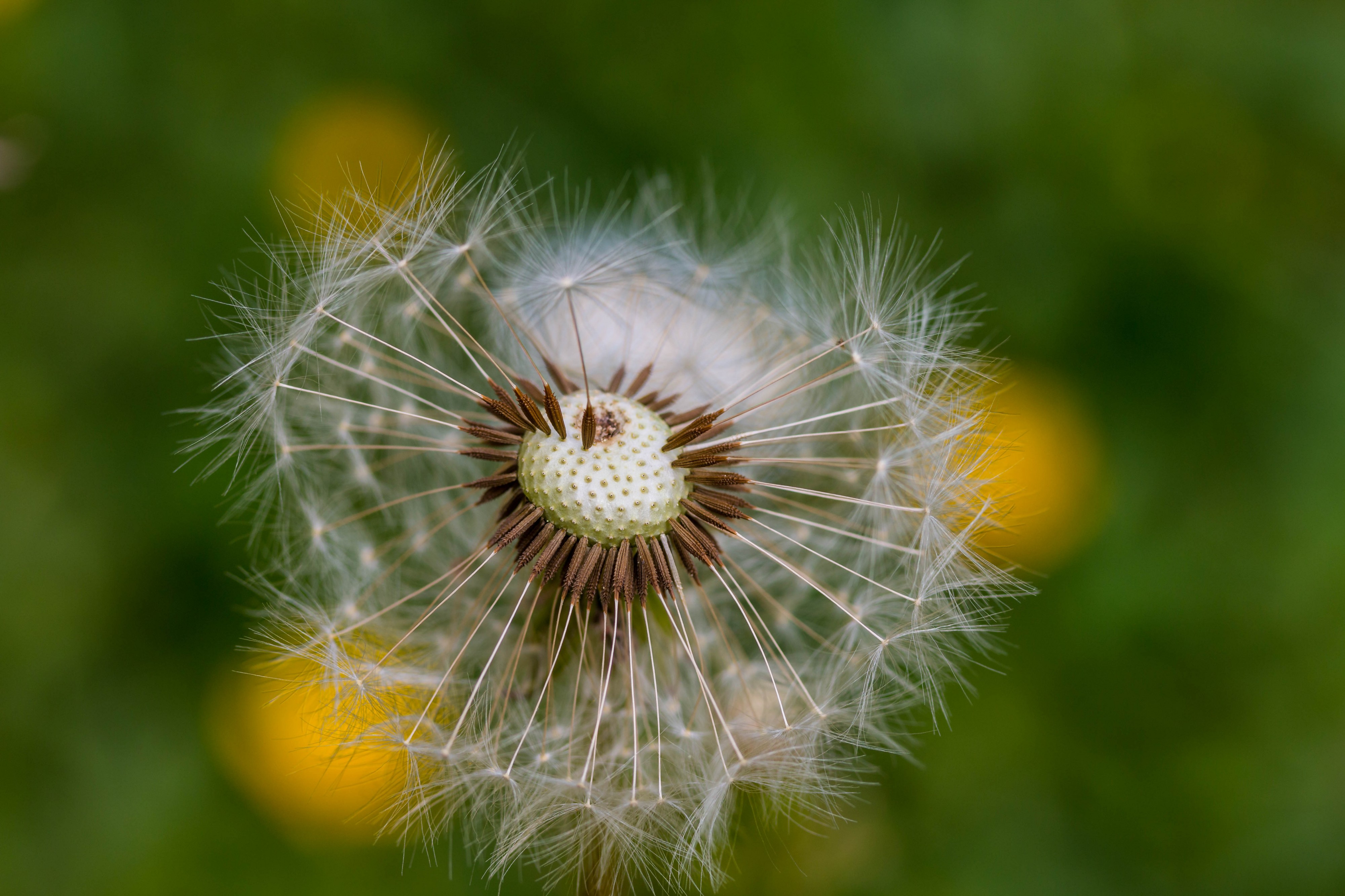 Pusteblume mit wenigen Samen