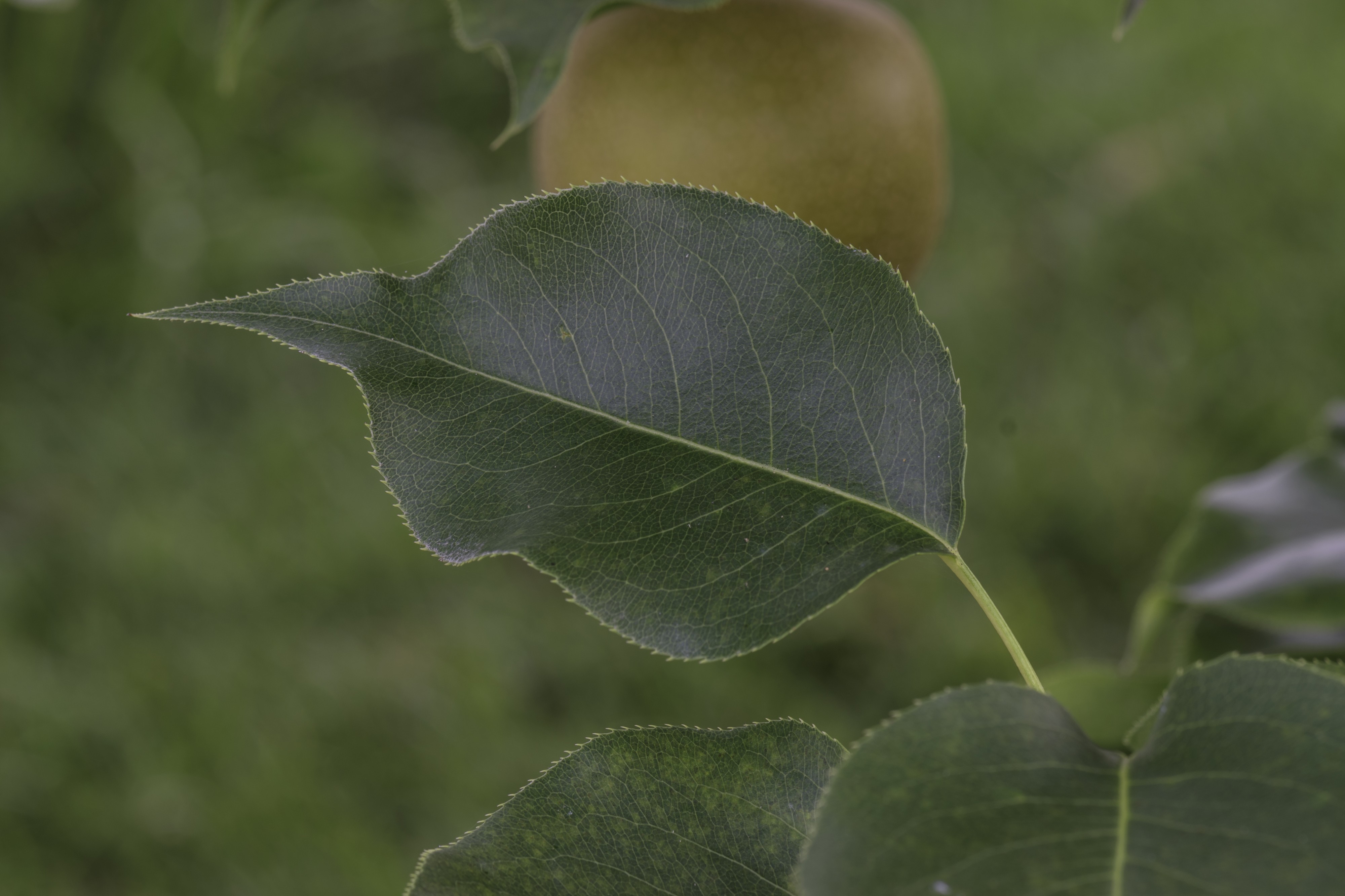 Pyrus pyrifolia Raja leaf LR