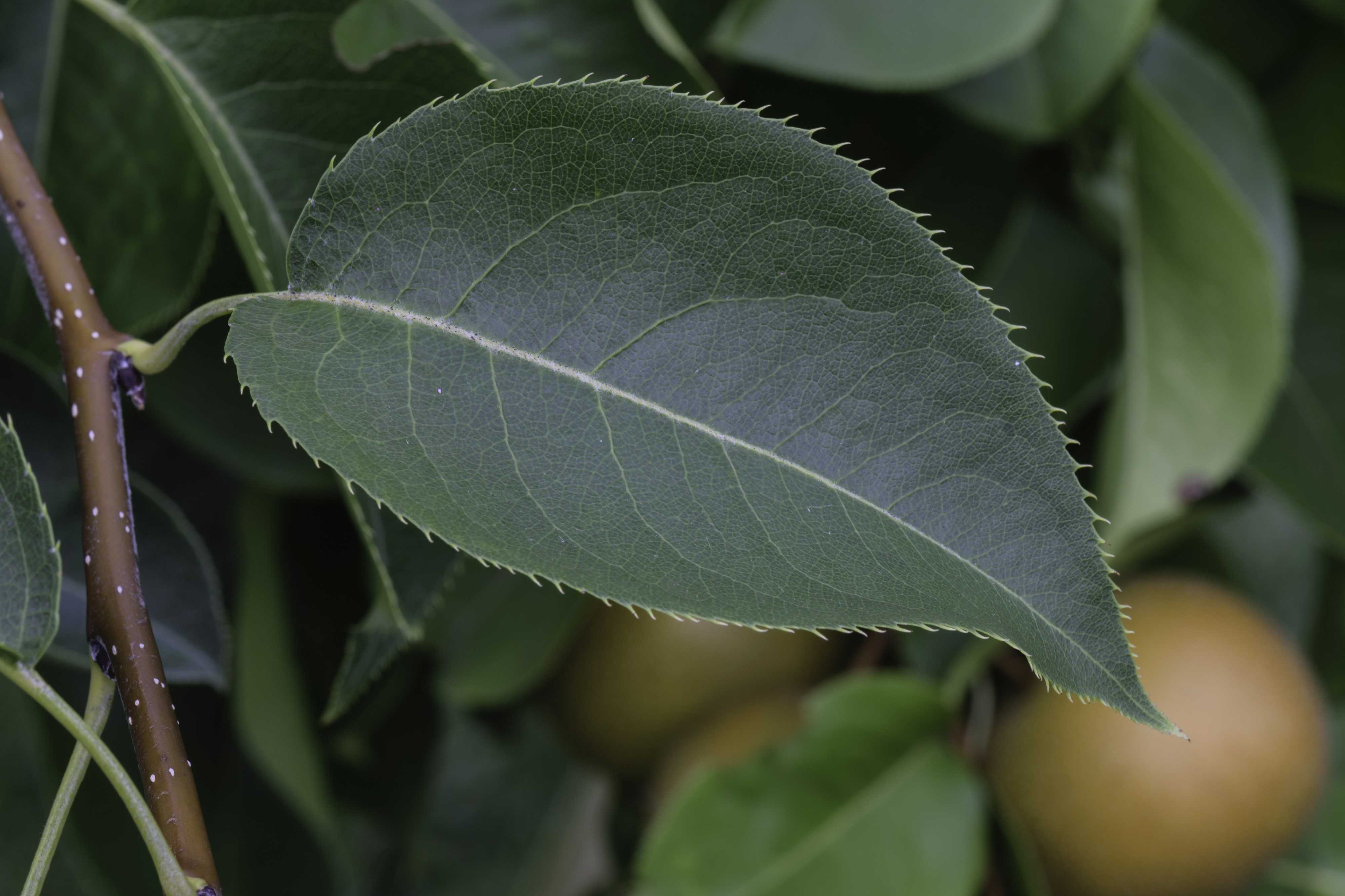 Pyrus pyrifolia Shinko leaf LR